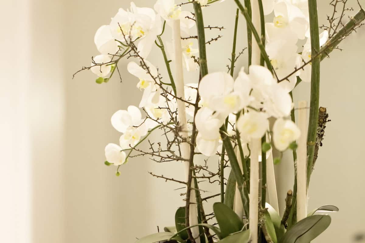 A potted orchid plant on a white pedestal in a room with a neutral color scheme and a simple, clean design.