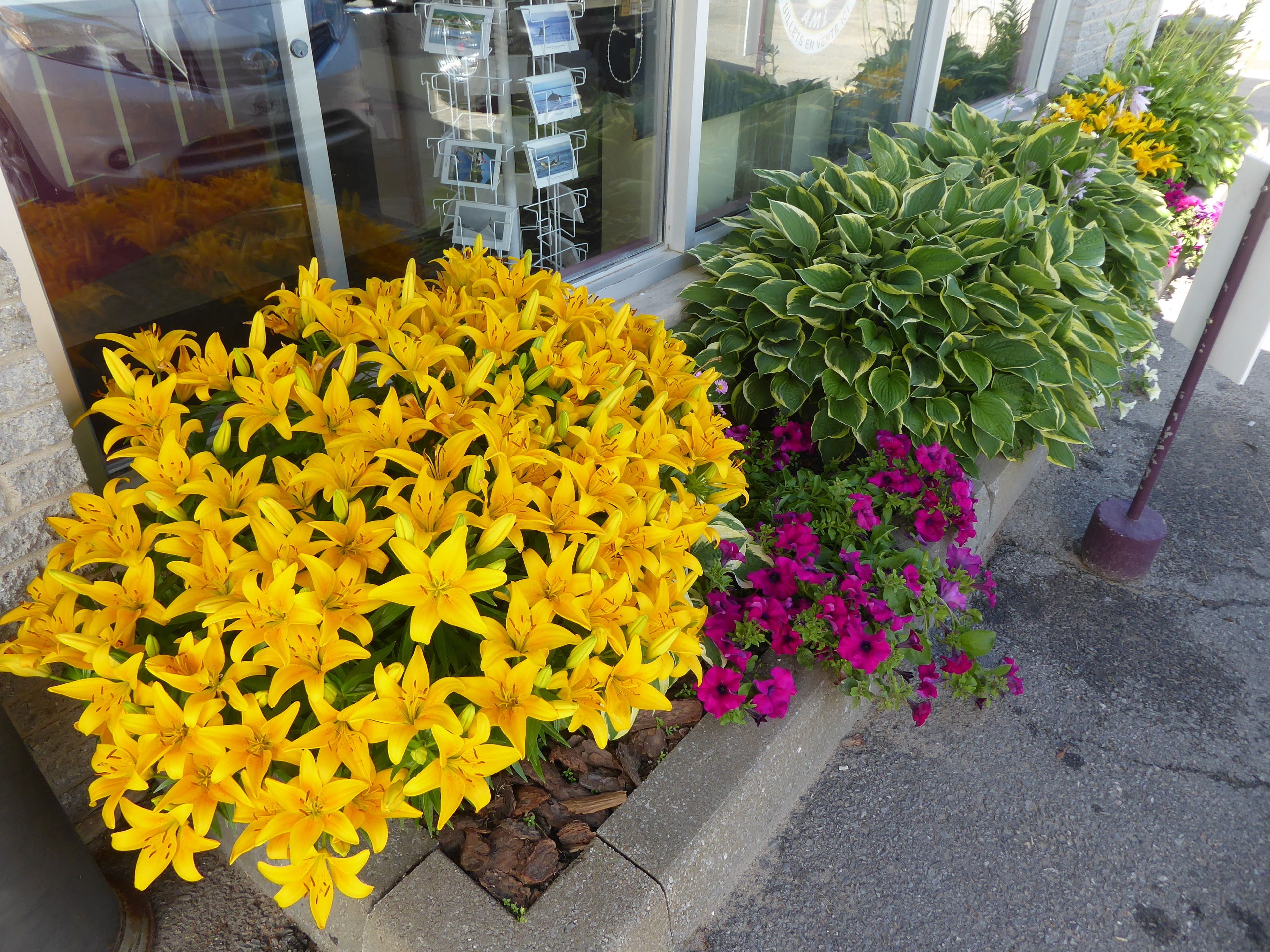 Ein Blumenbeet mit gelben Lilien und rosafarbenen Blumen vor einem Gebäude mit Glastür.