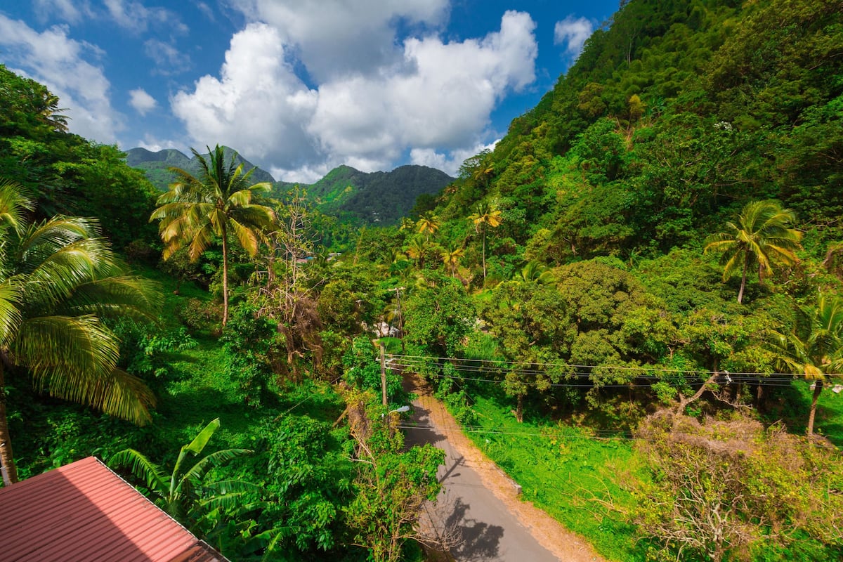 A lush green landscape with a road, palm trees, and mountains in the background.