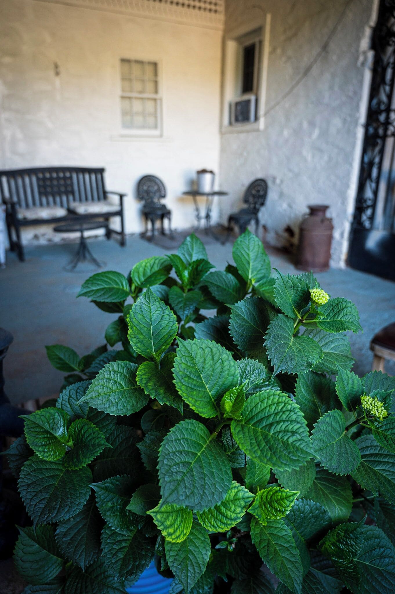 Une plante en pot aux feuilles vertes est placée au premier plan, avec un banc et une table en arrière-plan.