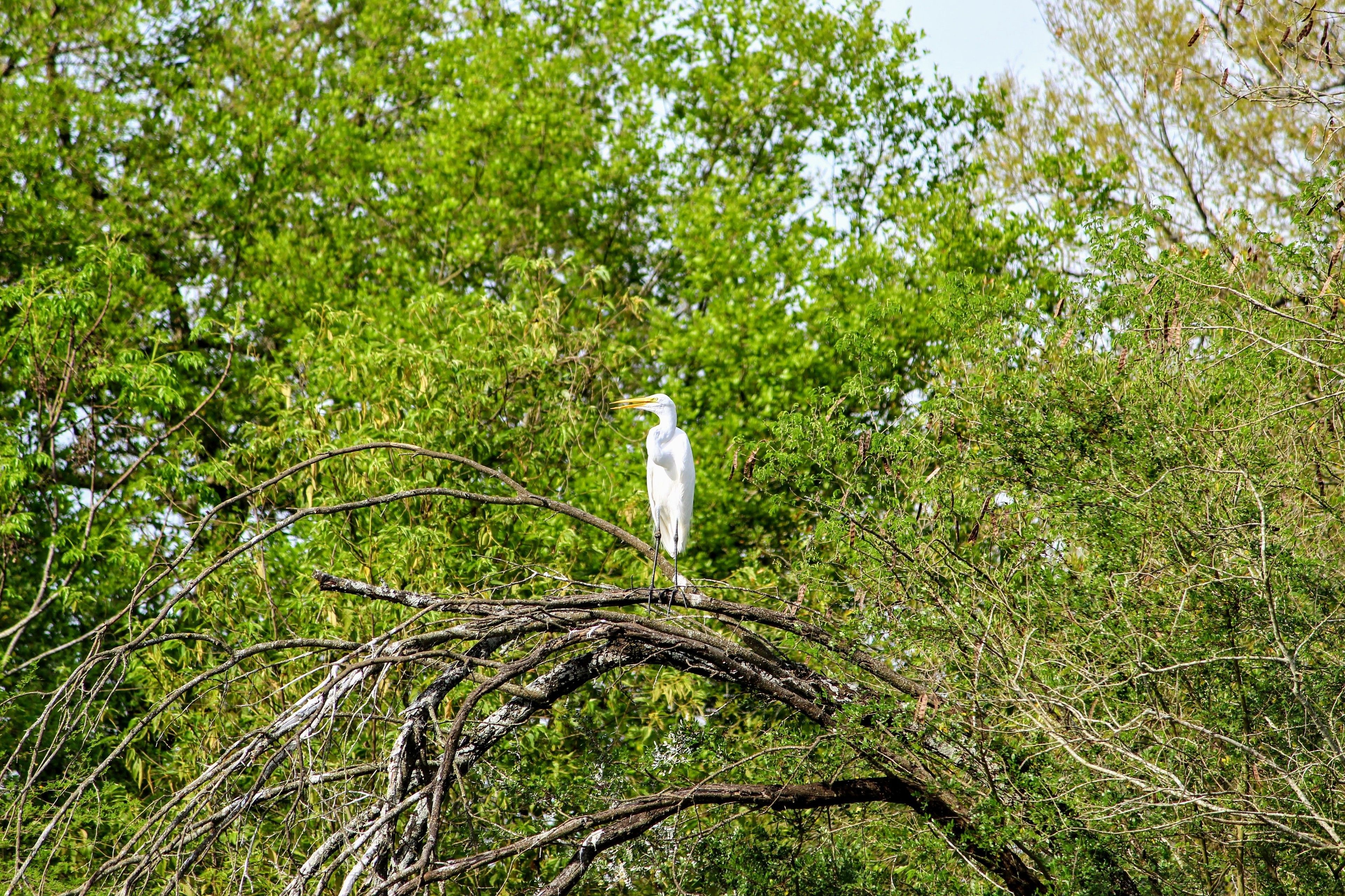 A white bird perched on a tree branch.