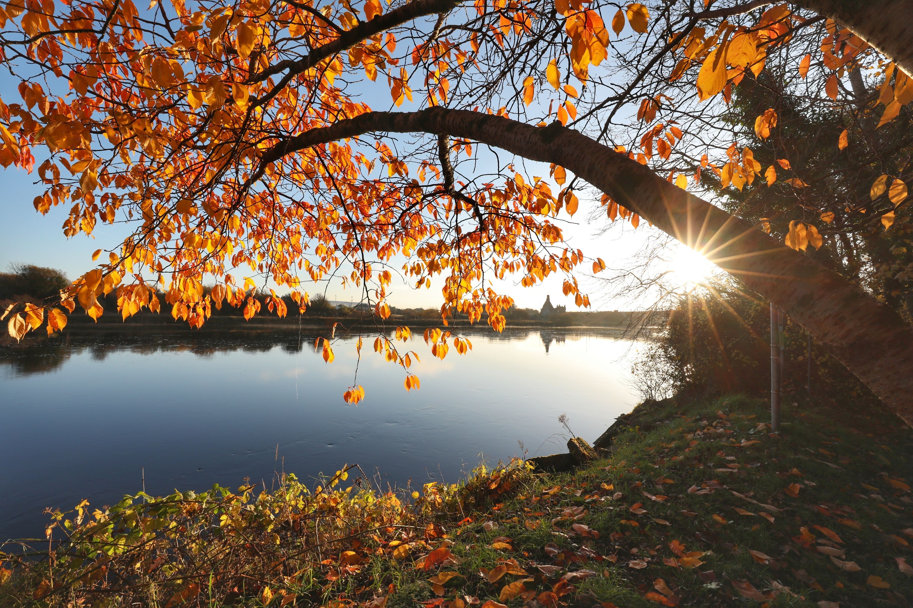 A serene lakeside view with autumn leaves and a clear sky.