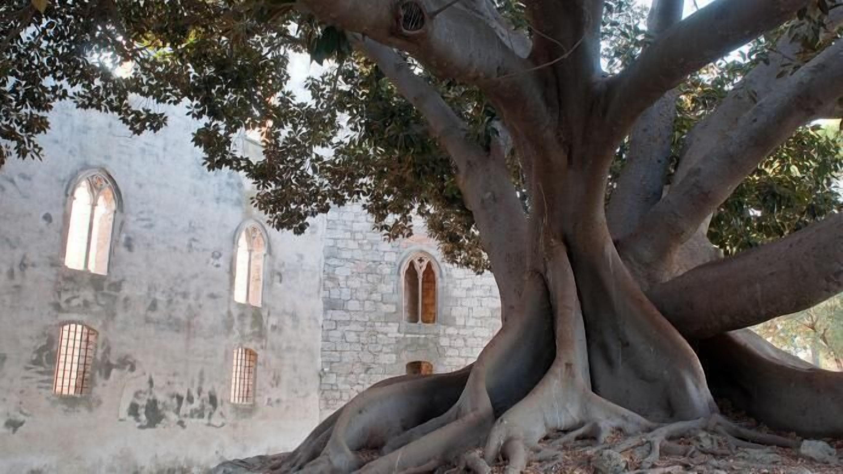 A large tree with extensive roots in front of a historic stone building with arched windows.