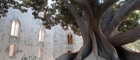 A large tree with extensive roots in front of a historic stone building with arched windows.