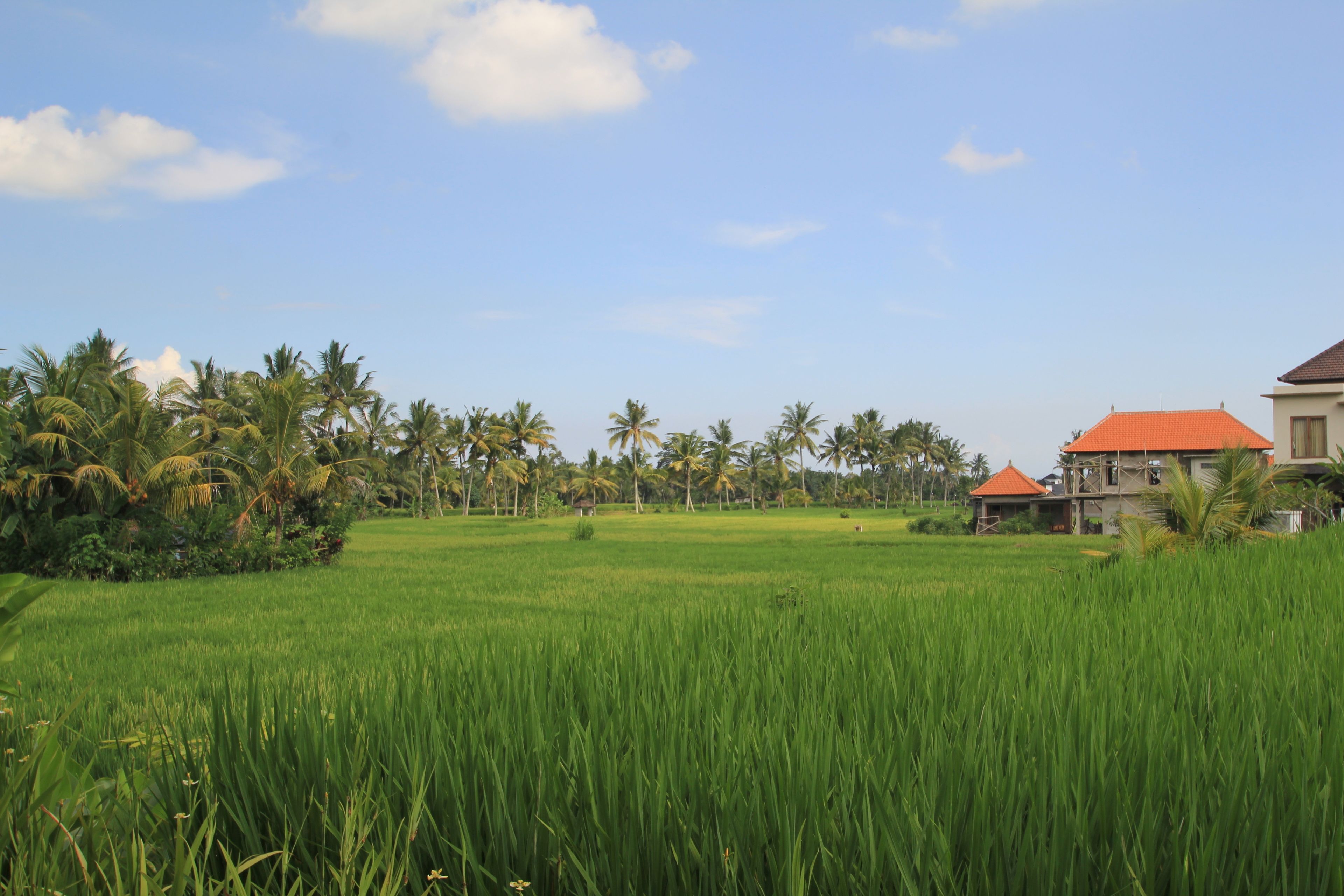 Foto - Bakung Ubud Resort and Villa