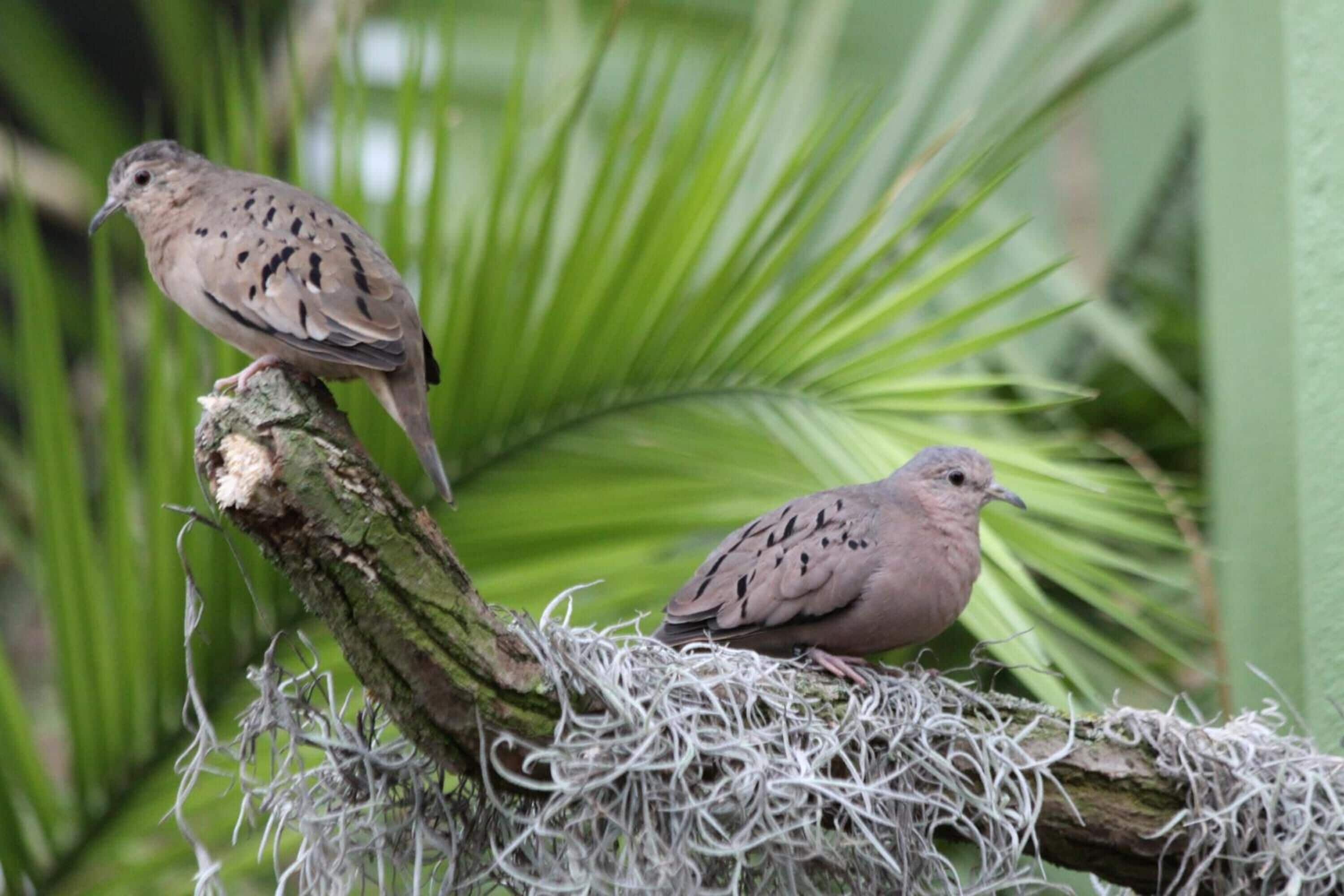 Dos pájaros posados en una rama con un nido.