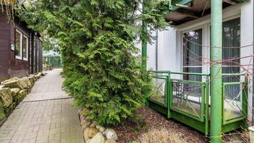 A pathway flanked by a large evergreen tree and a building with a green metal railing.