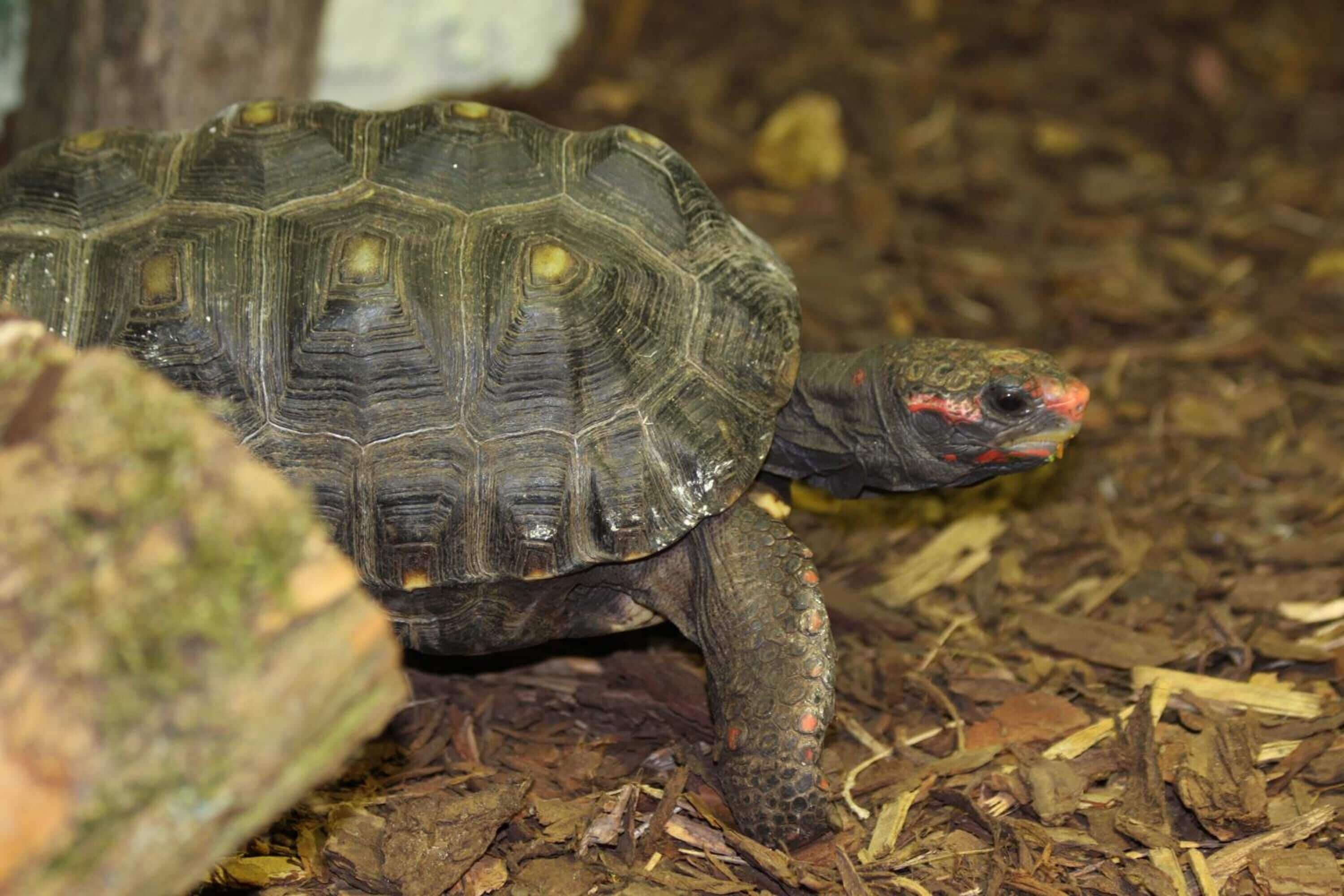 A turtle on a bed of wood chips.