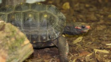 A turtle on a bed of wood chips.