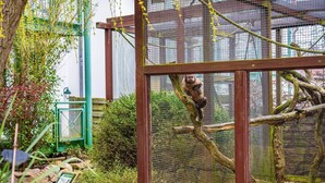 Un singe grimpe à un arbre à l’intérieur d’un enclos de zoo, lequel est délimité par une clôture en treillis métallique et comprend une structure en bois.