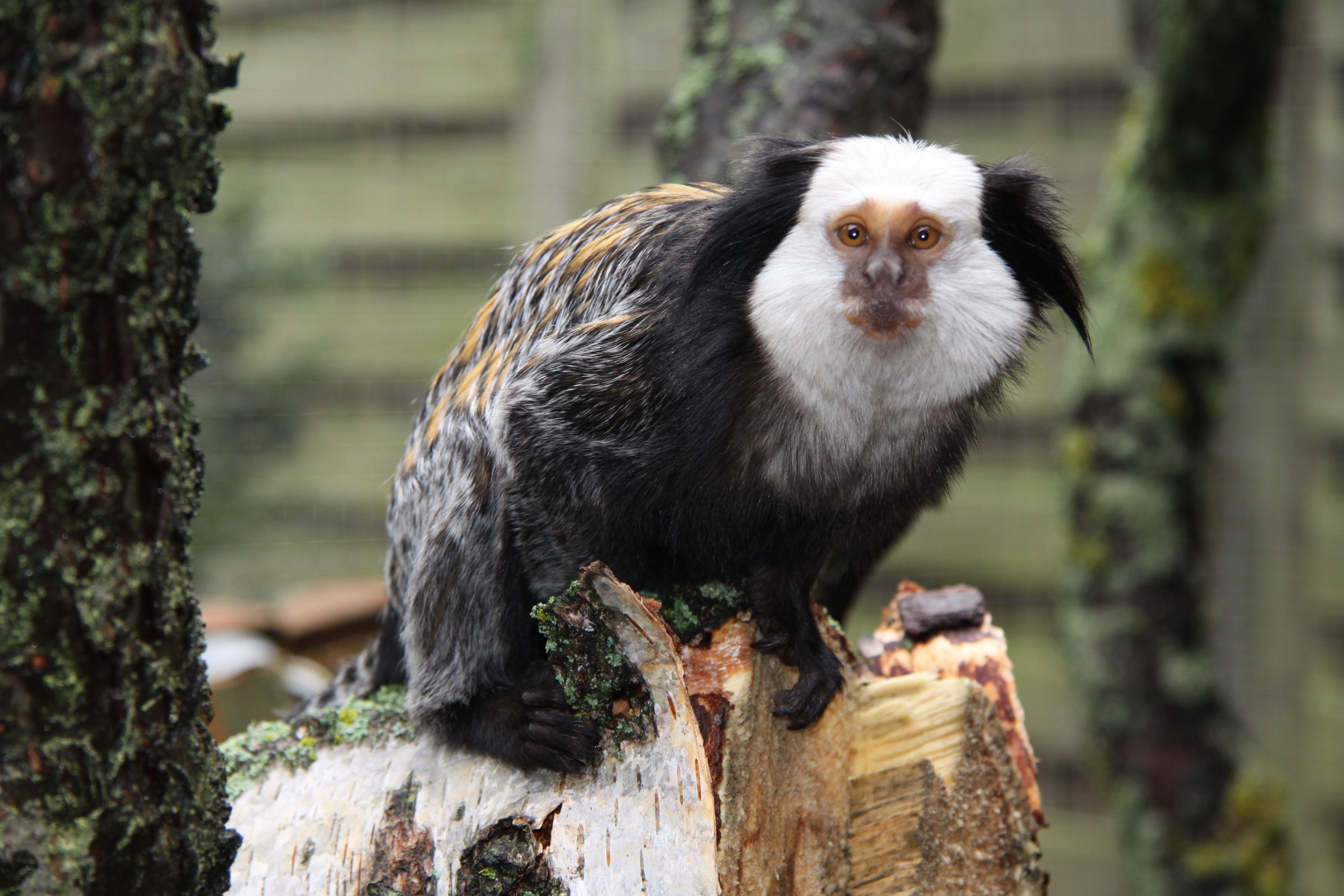 Un pájaro posado sobre un tocón de árbol.
