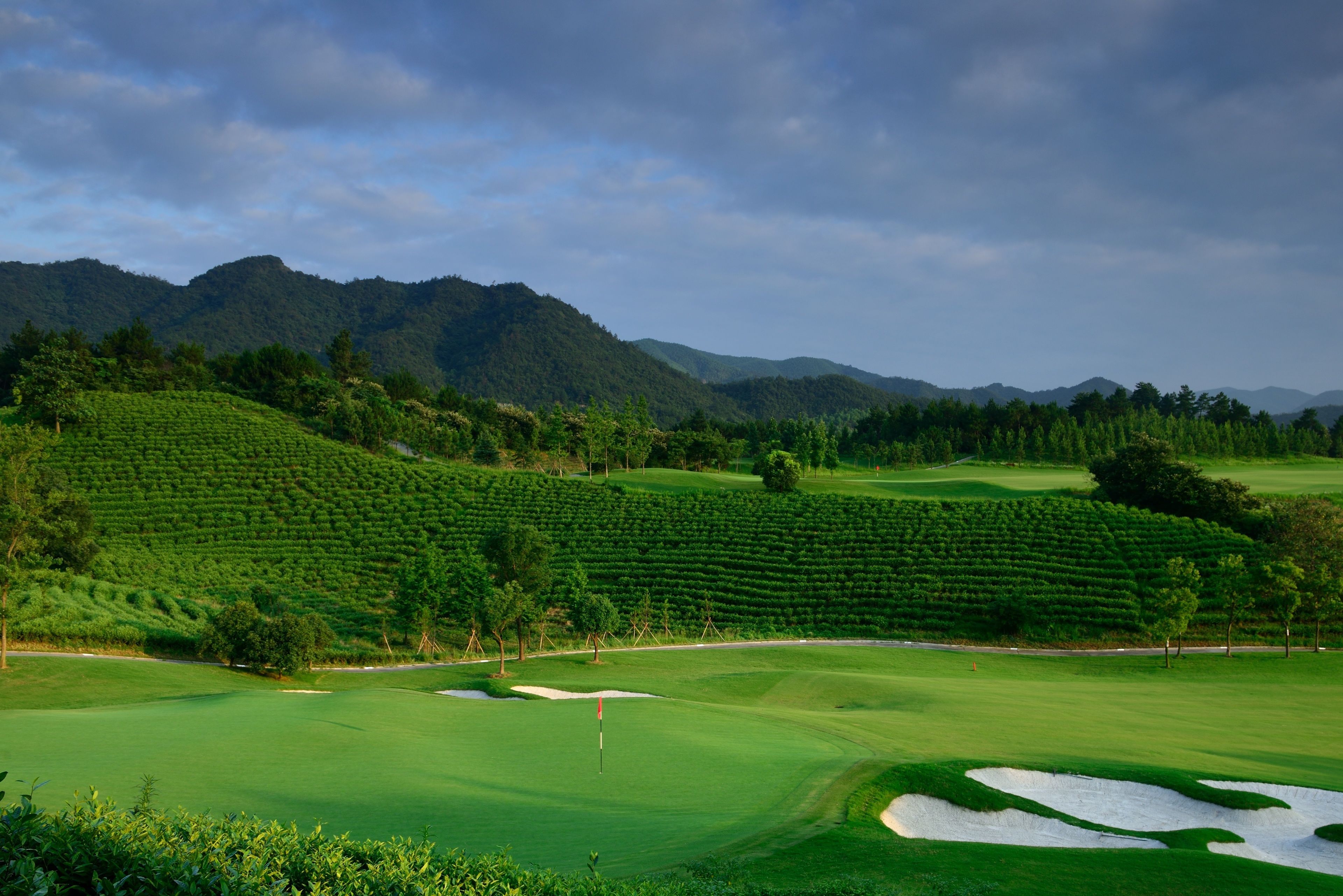 Un campo de golf con un mástil de bandera, búnkeres de arena y plantaciones de té en terrazas al fondo.