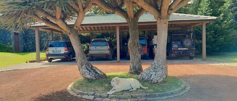 A covered parking area with three trees, a paved driveway, and a white dog resting under a tree.