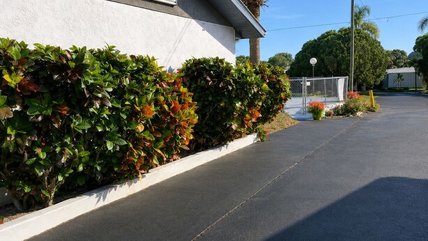 A paved road with a white curb, a hedge with green and red foliage, and a chain-link fence in the background.