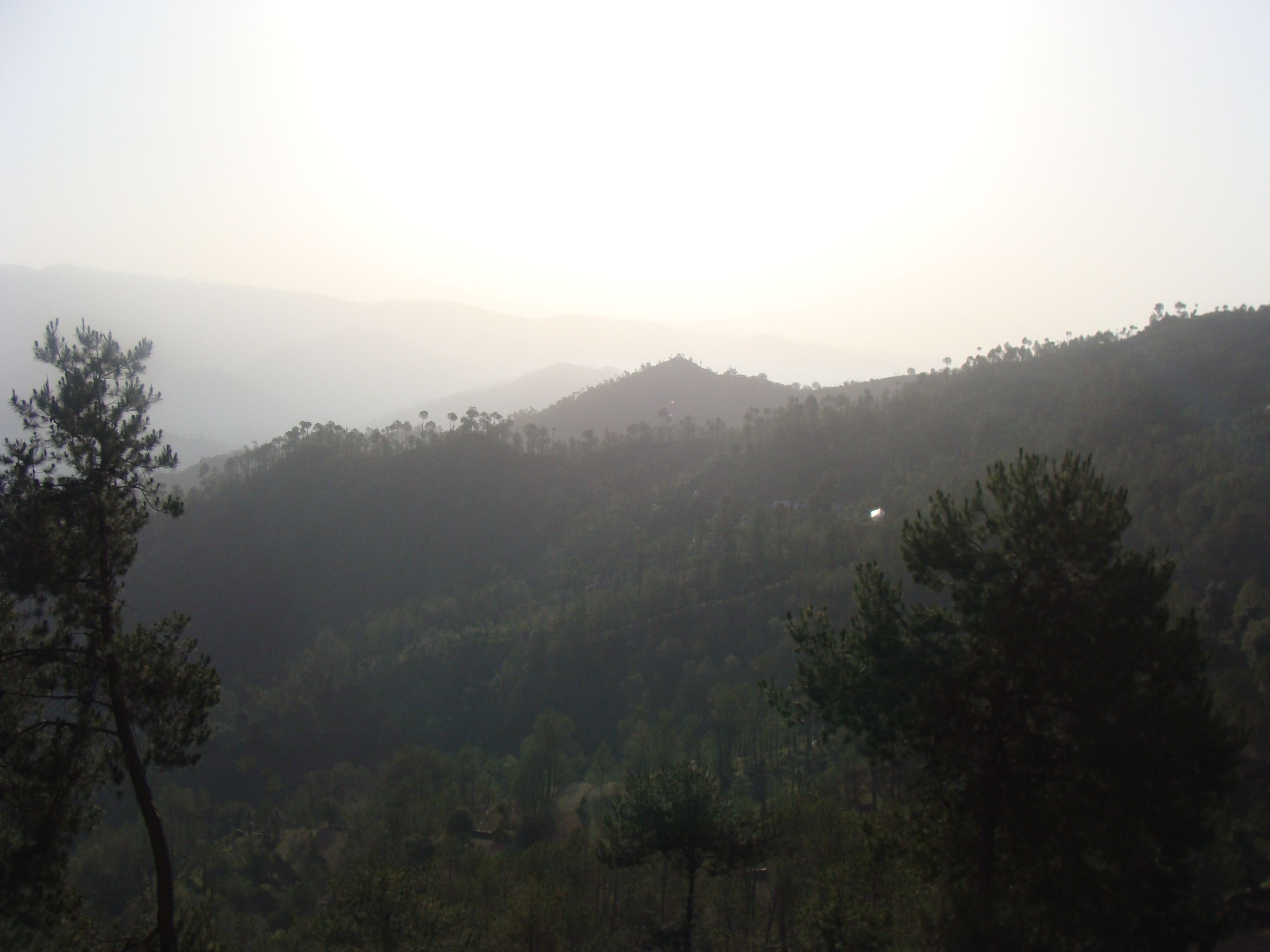 A forested hillside with a clear sky.