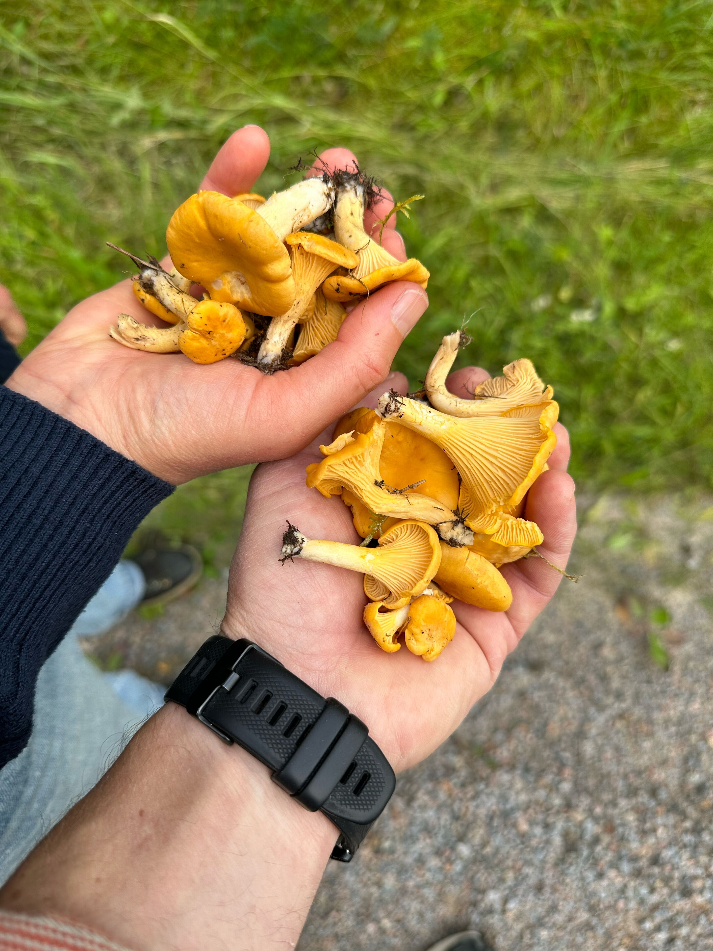 Una persona sosteniendo un racimo de hongos amarillos.