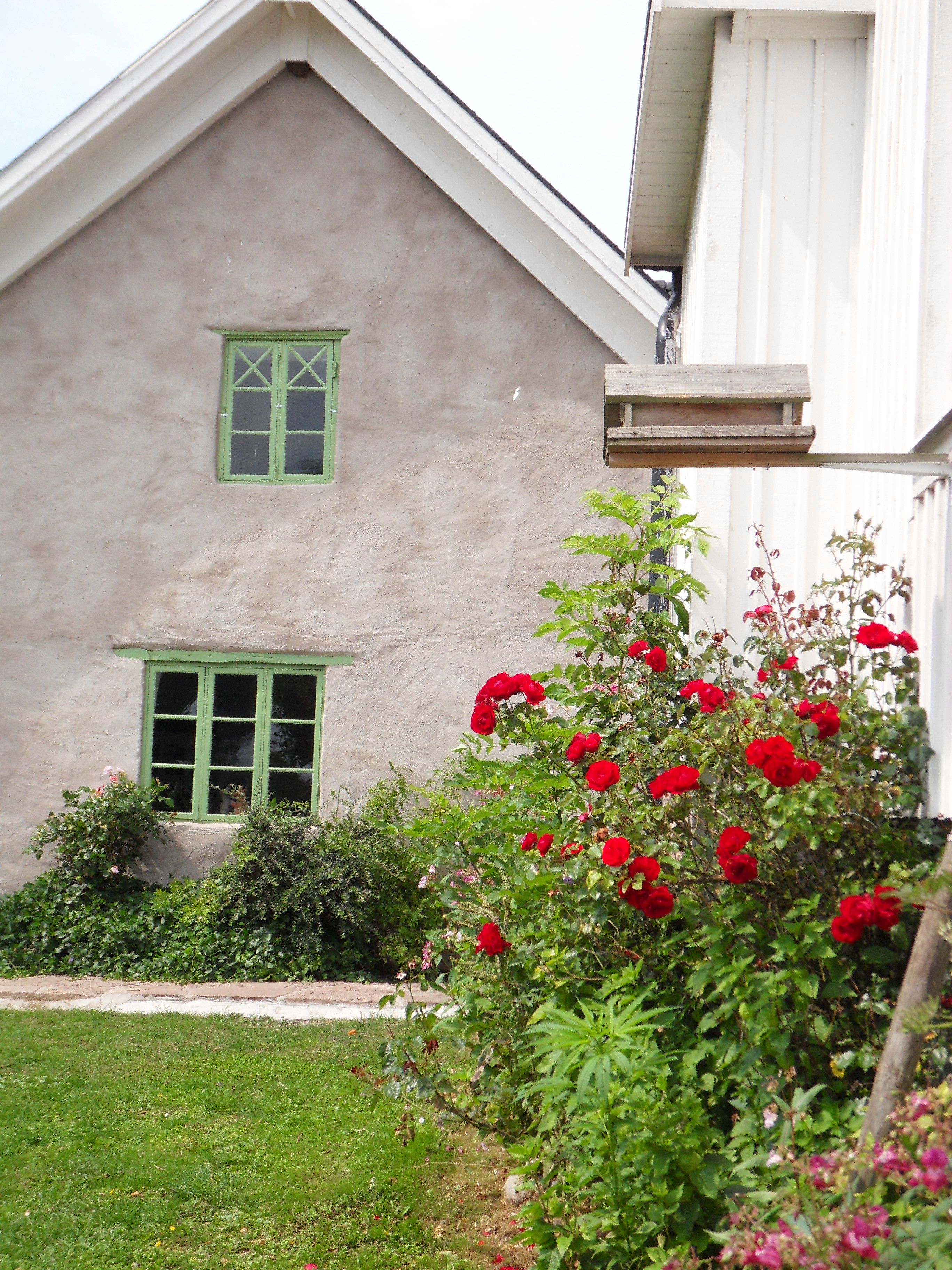 A house with a green window and a garden with red flowers.
