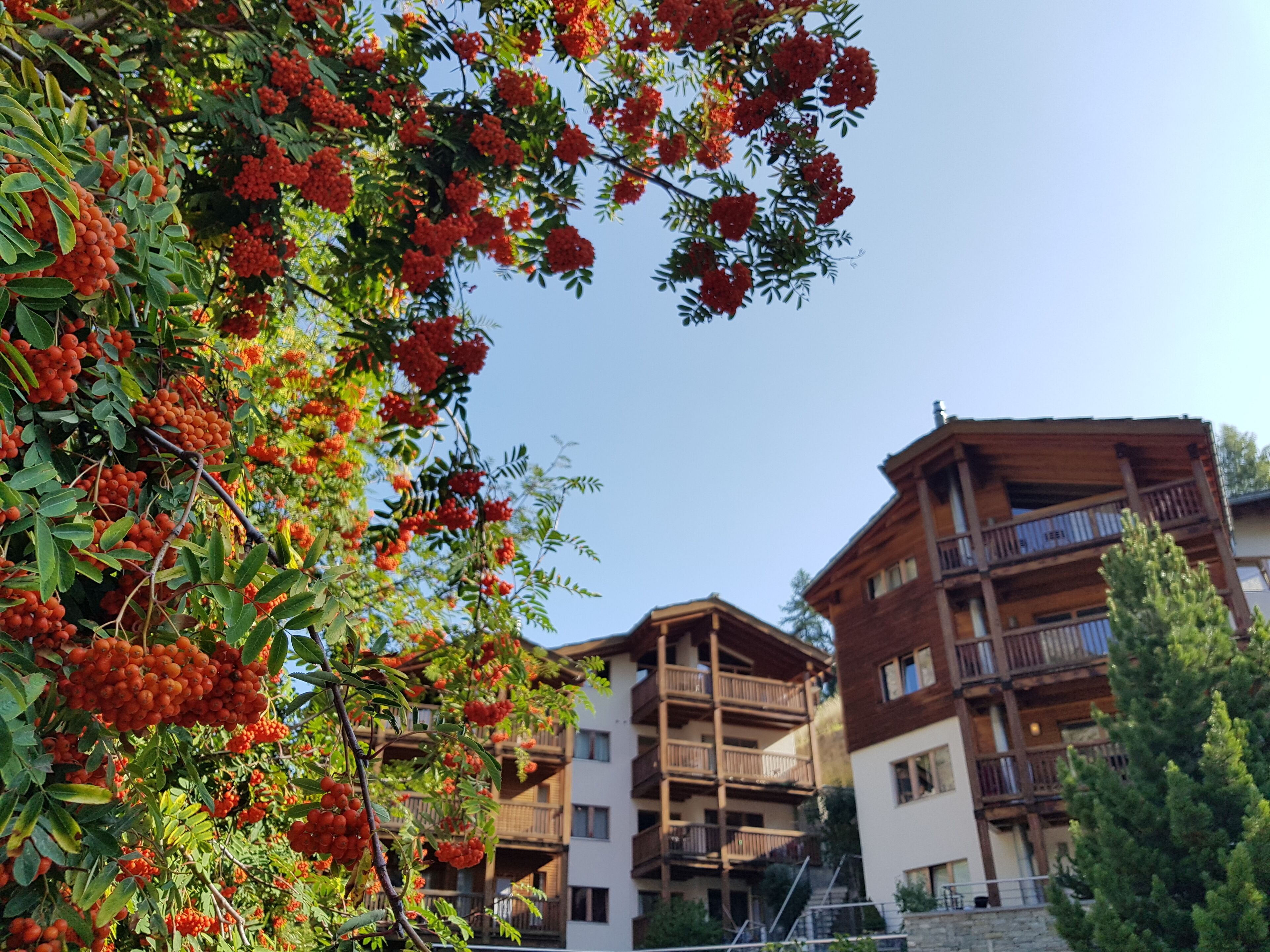 Ein mehrstöckiges Gebäude mit Balkonen und ein Baum mit roten Beeren im Vordergrund.