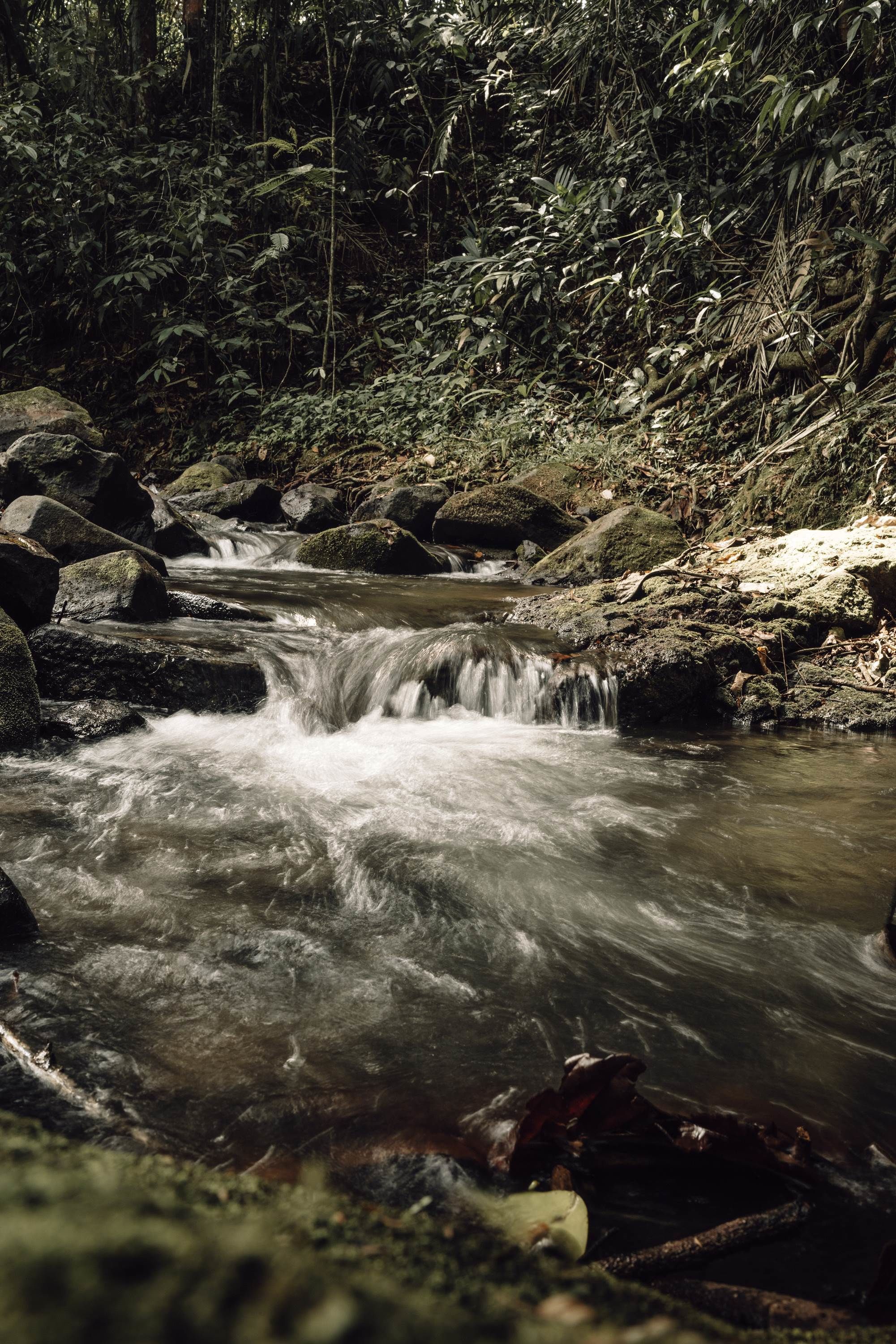 Un arroyo serpenteando sobre rocas en un área boscosa.