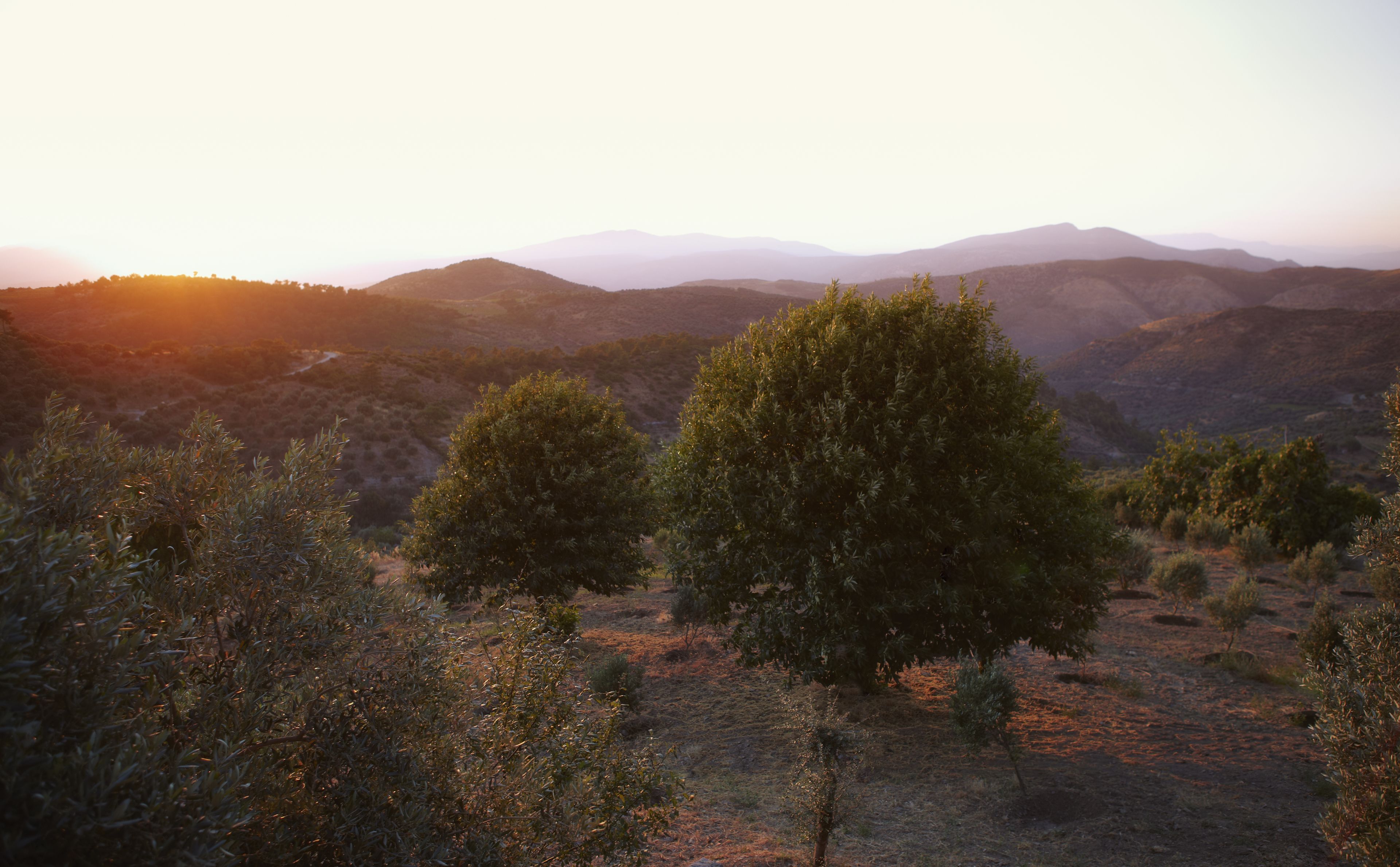 vineyard house,vineyard view | view from property