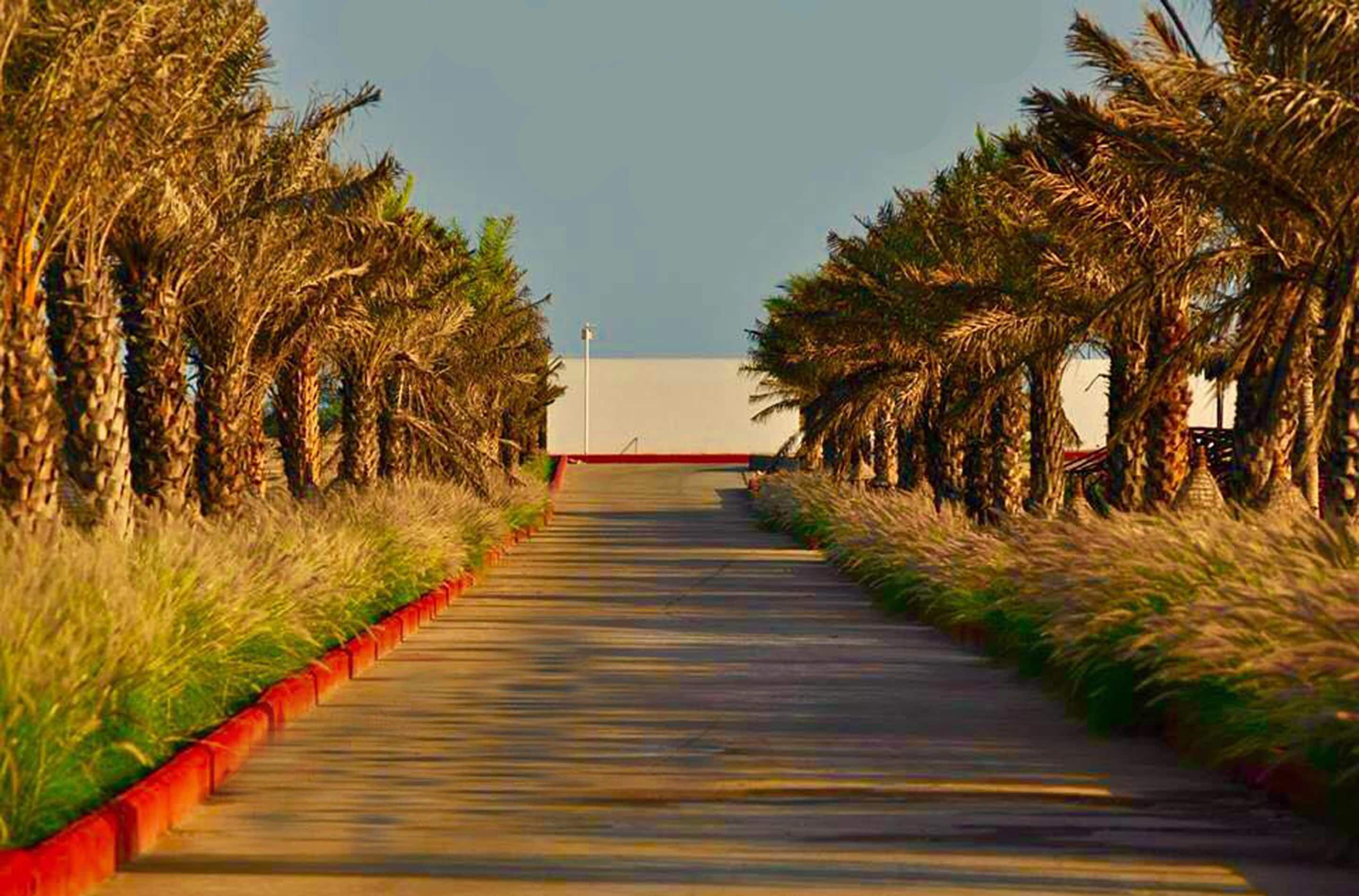 A pathway lined with palm trees leading to a building.