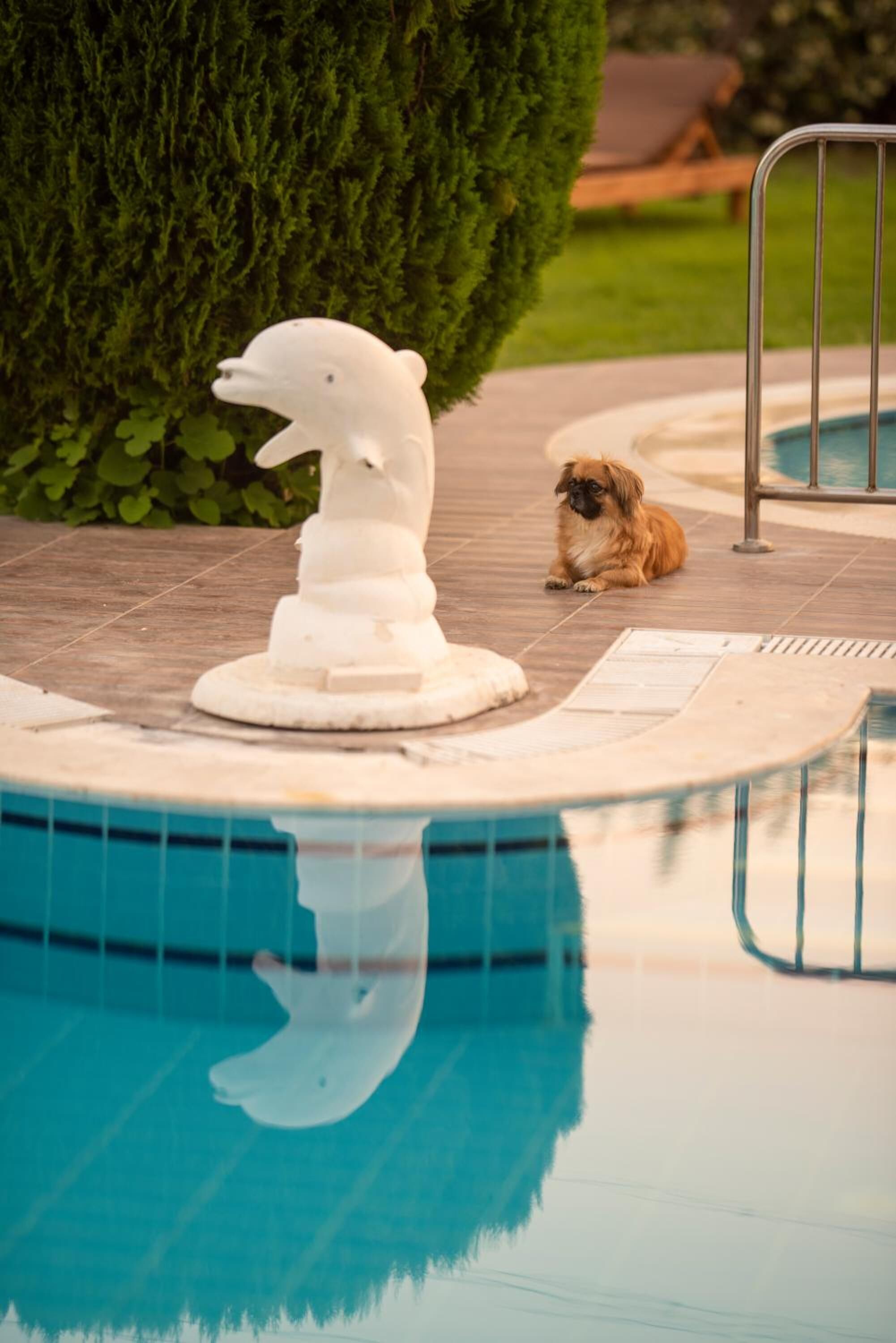 A pool area with a white dolphin statue, a small dog, and a metal pool ladder.