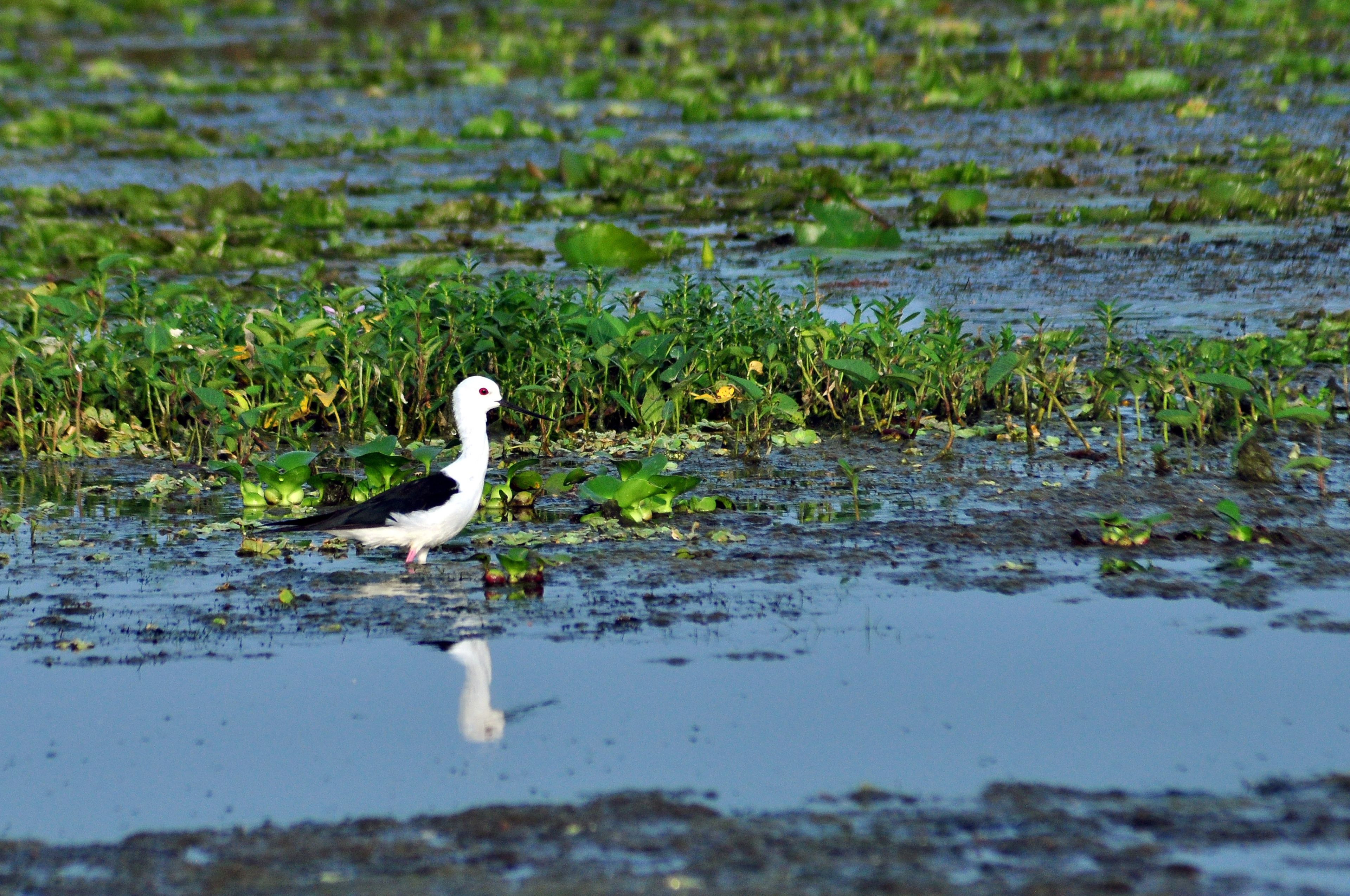 A bird walking through a waterlogged area with vegetation.