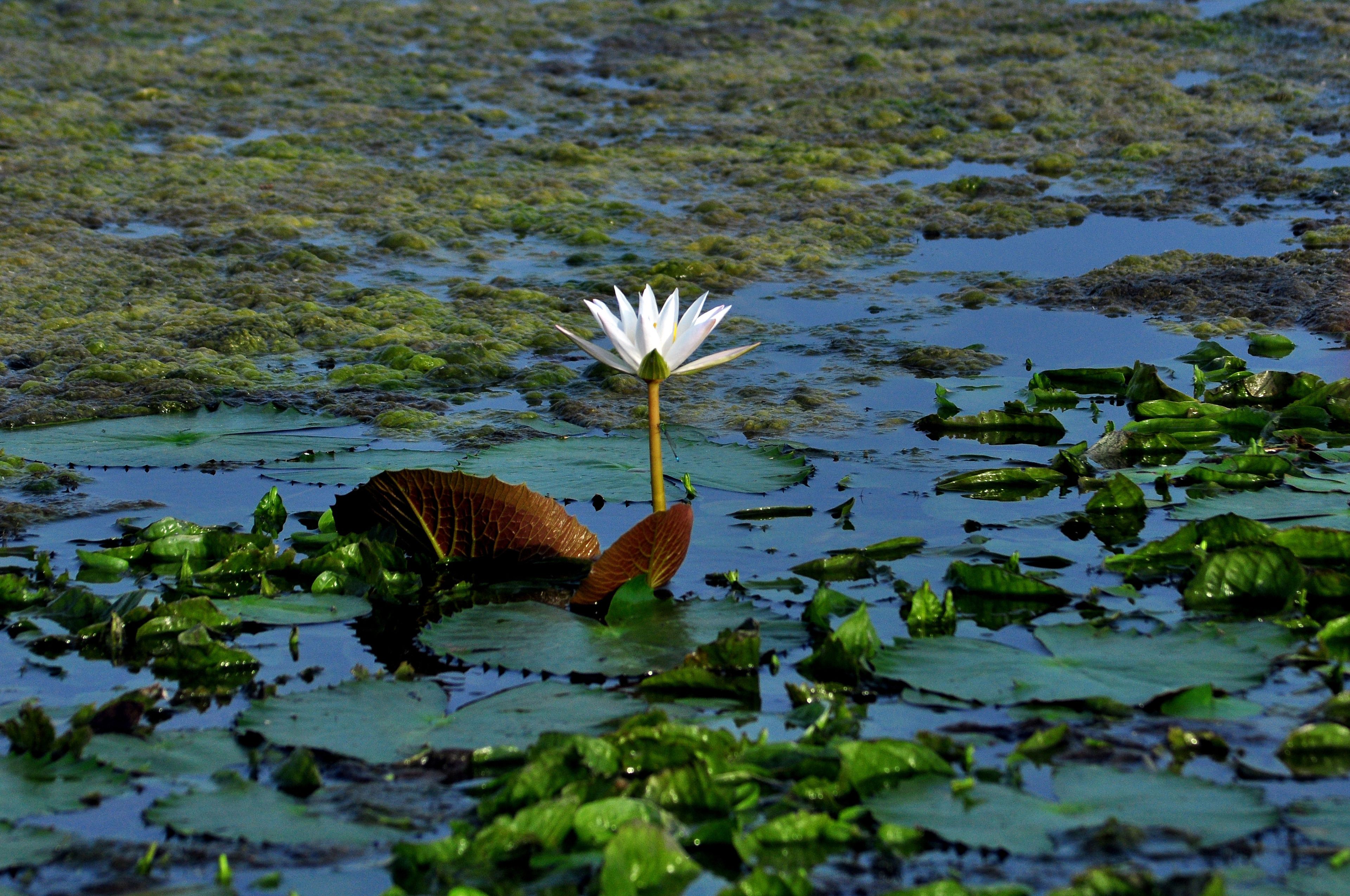 A water lily in a pond surrounded by green lily pads.