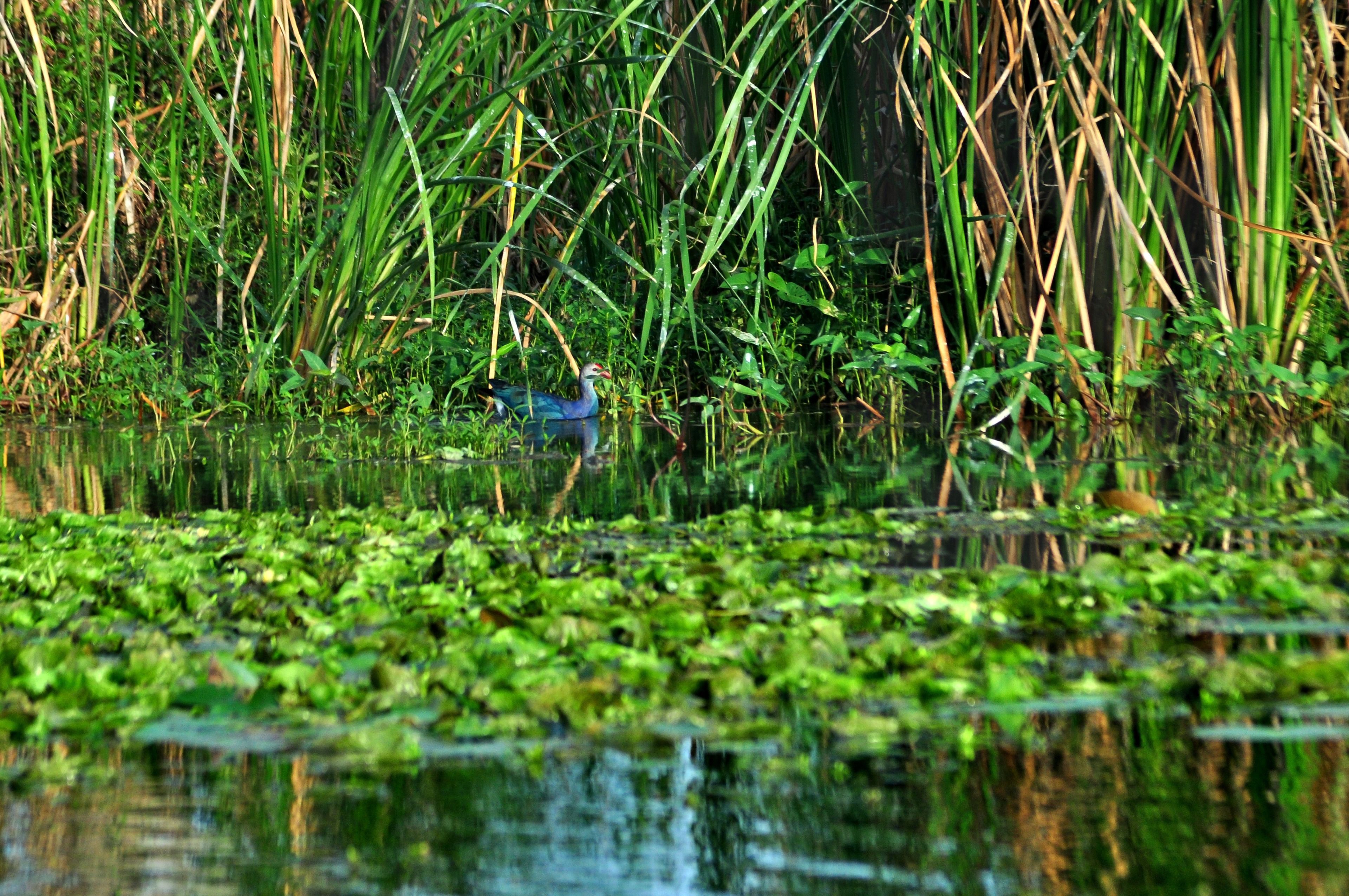 A bird in a natural setting with water and vegetation.