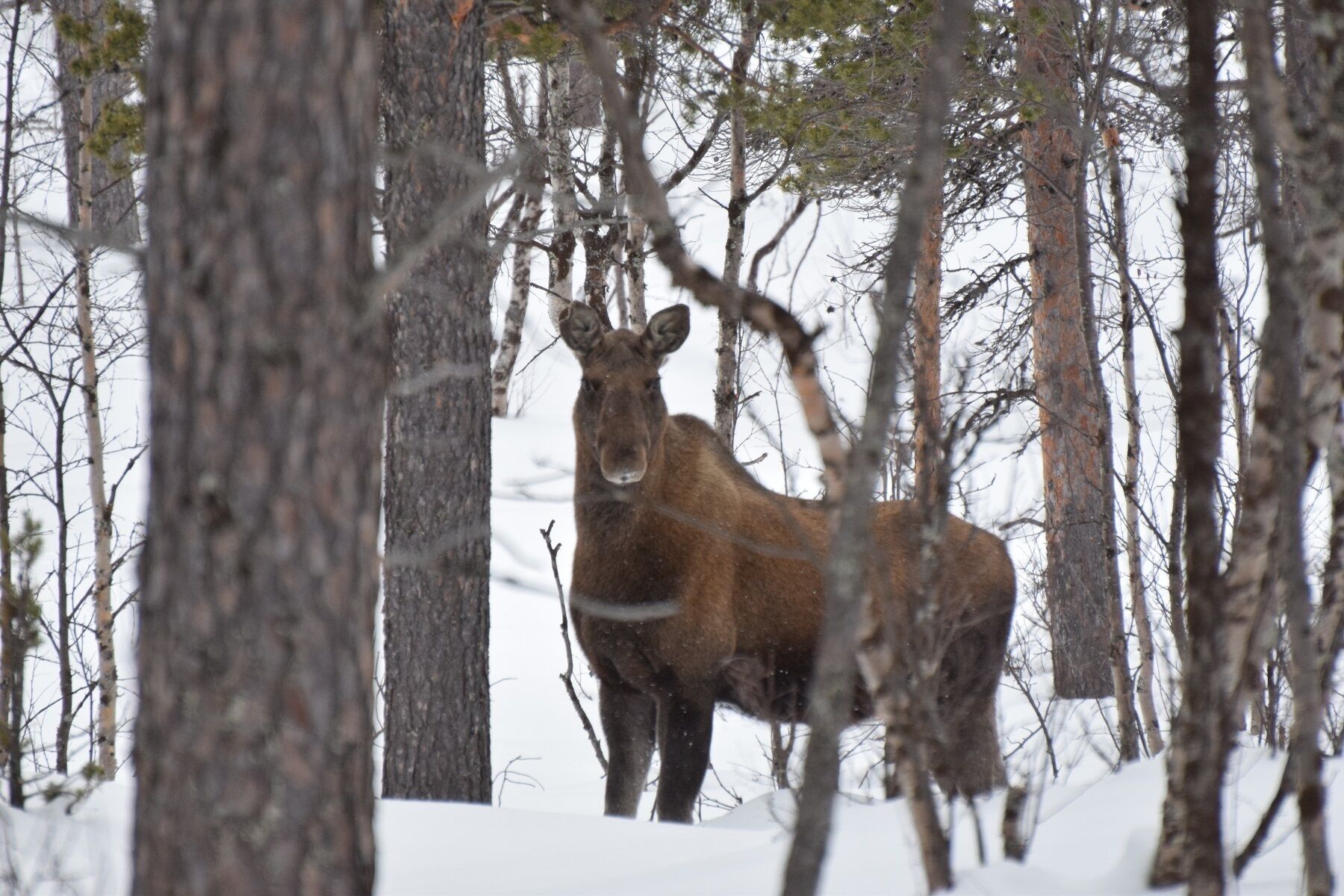 Un alce en un bosque nevado con árboles.