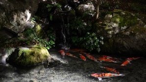 Ein Teich mit Koi-Karpfen, klares Wasser, umgeben von Steinen und viel Grün.