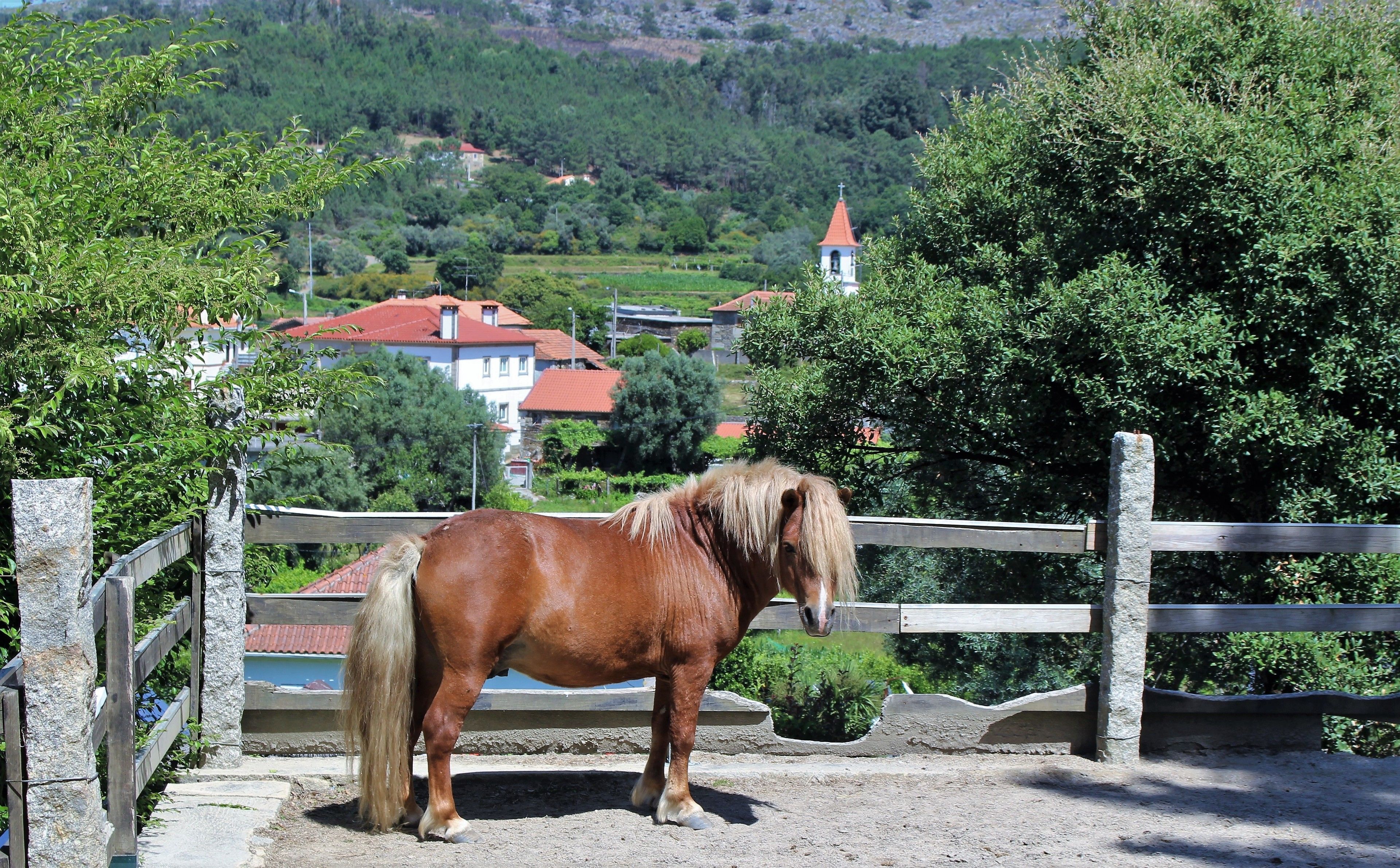 A horse standing in a fenced area with a view of a village and a church in the background.