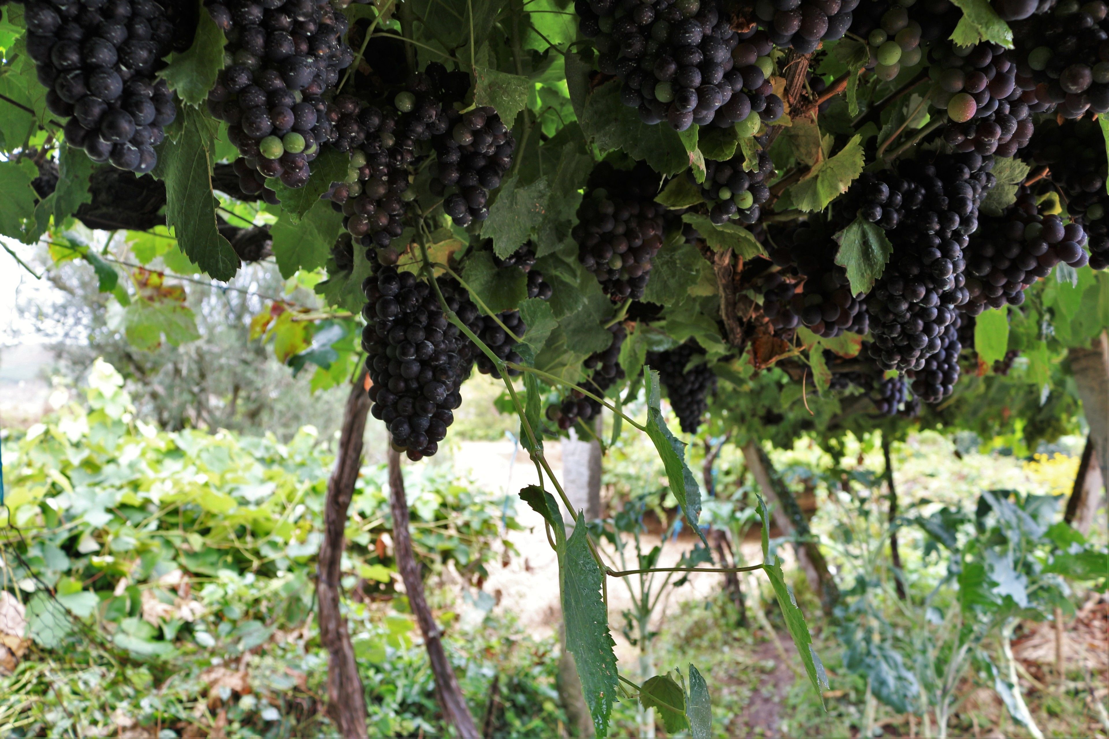 Foto - Quintinha D`Arga