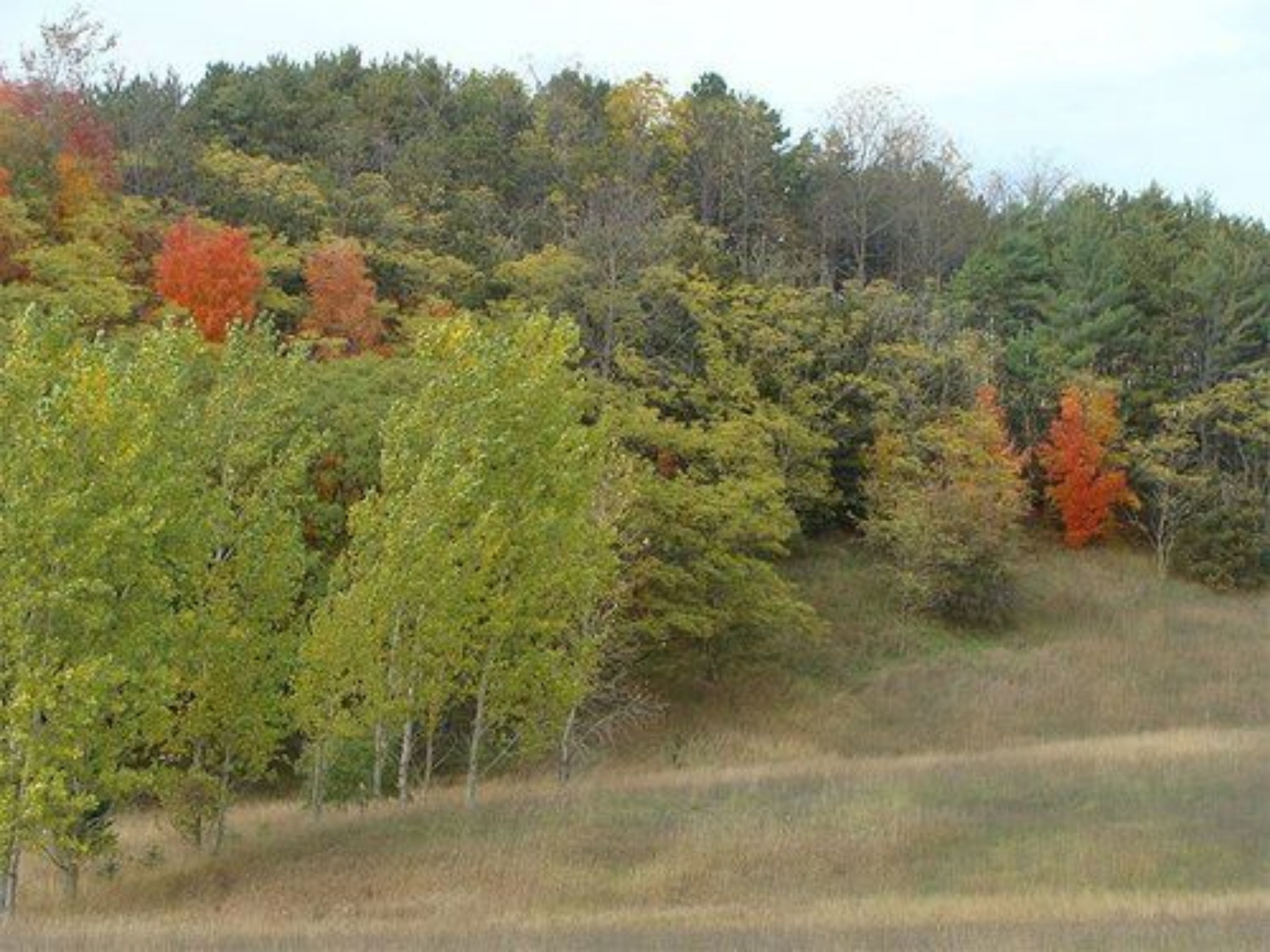 A forested area with trees displaying autumn colors.