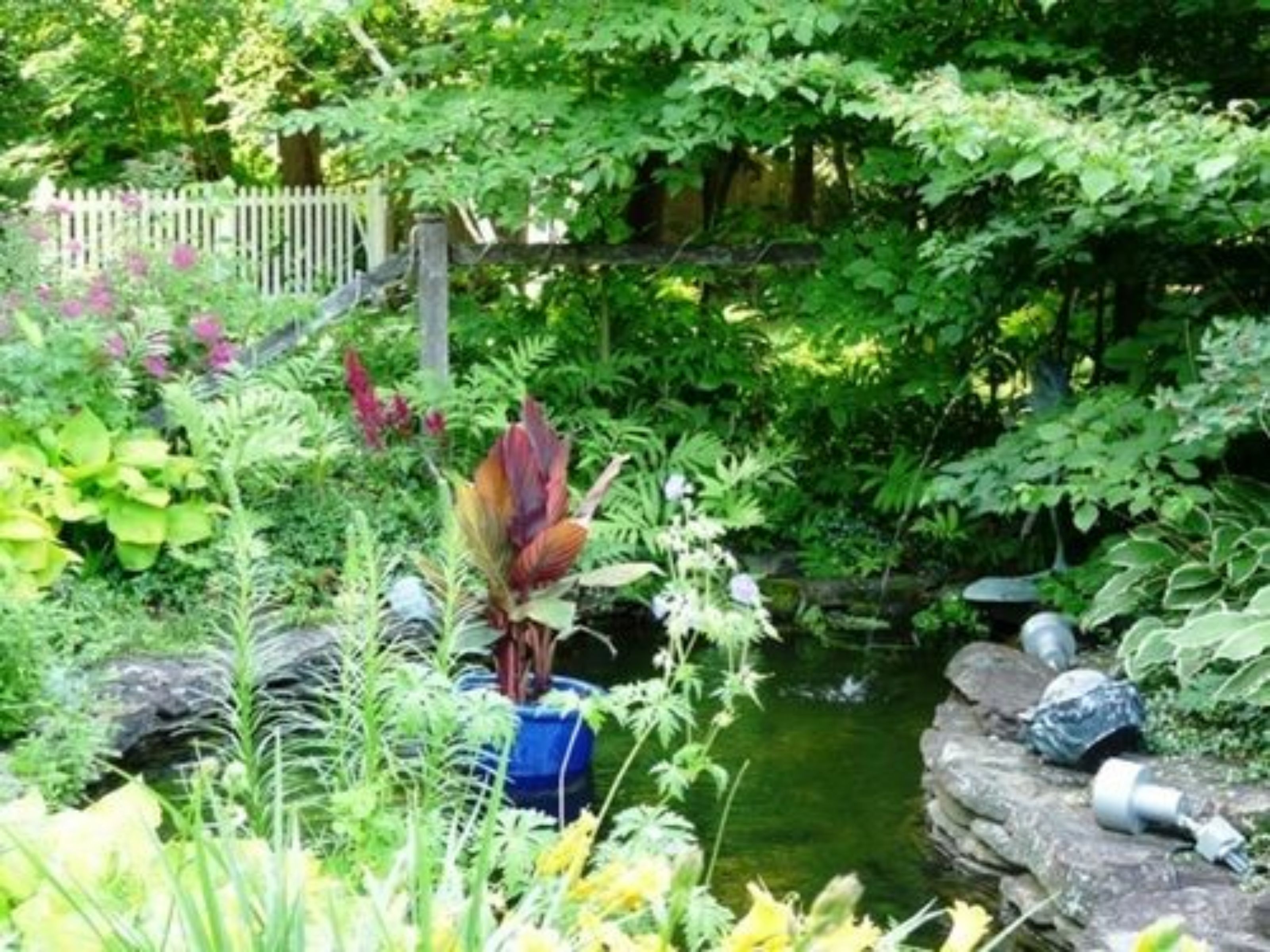 A lush garden with a variety of plants and a small pond.