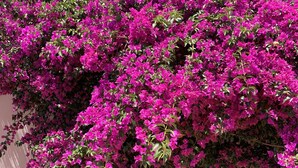 A lush bougainvillea bush with dense clusters of bright pink flowers. - B&B A Casa di Joy (Lecce)