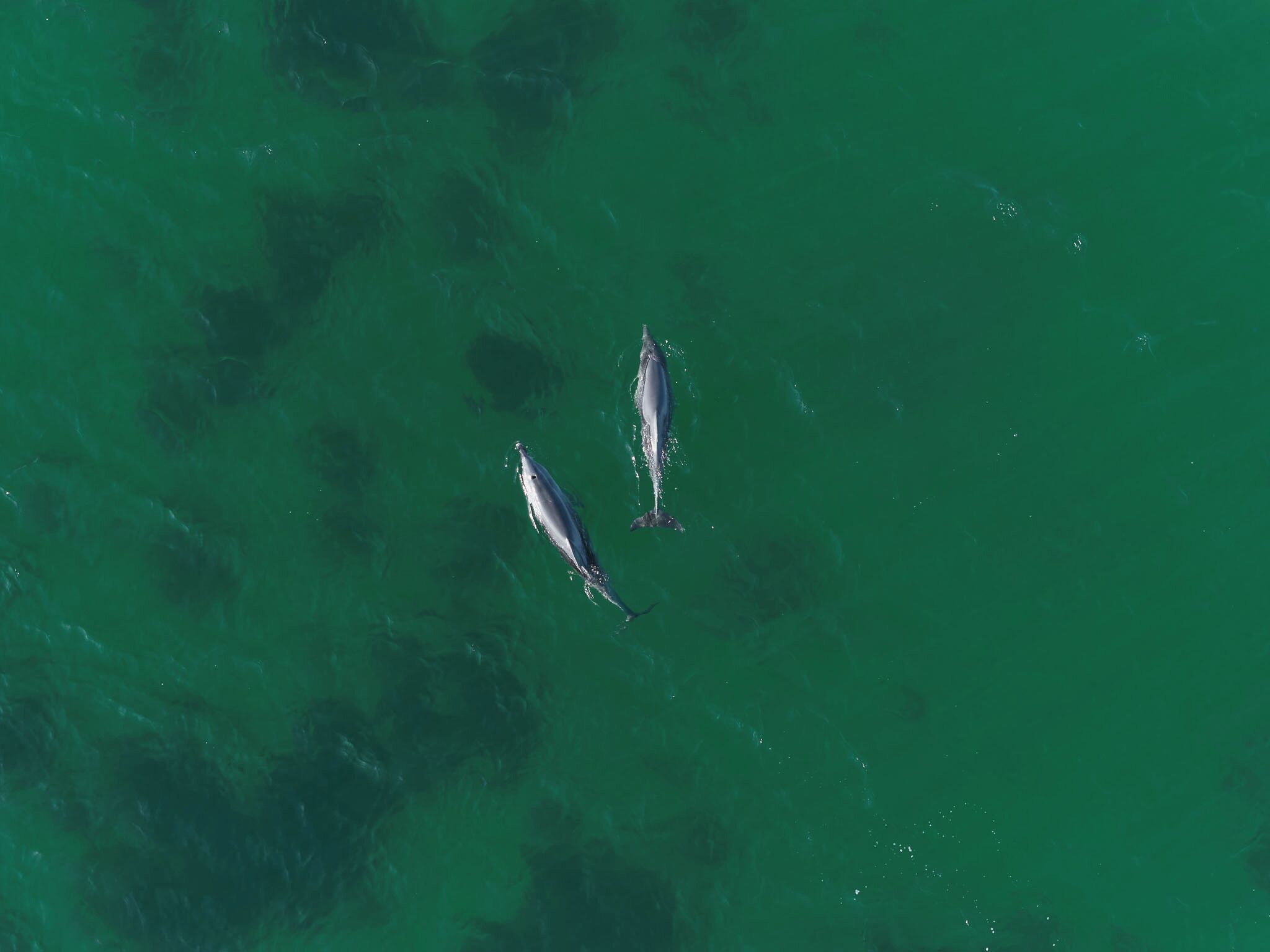 Two dolphins swimming in clear green water.