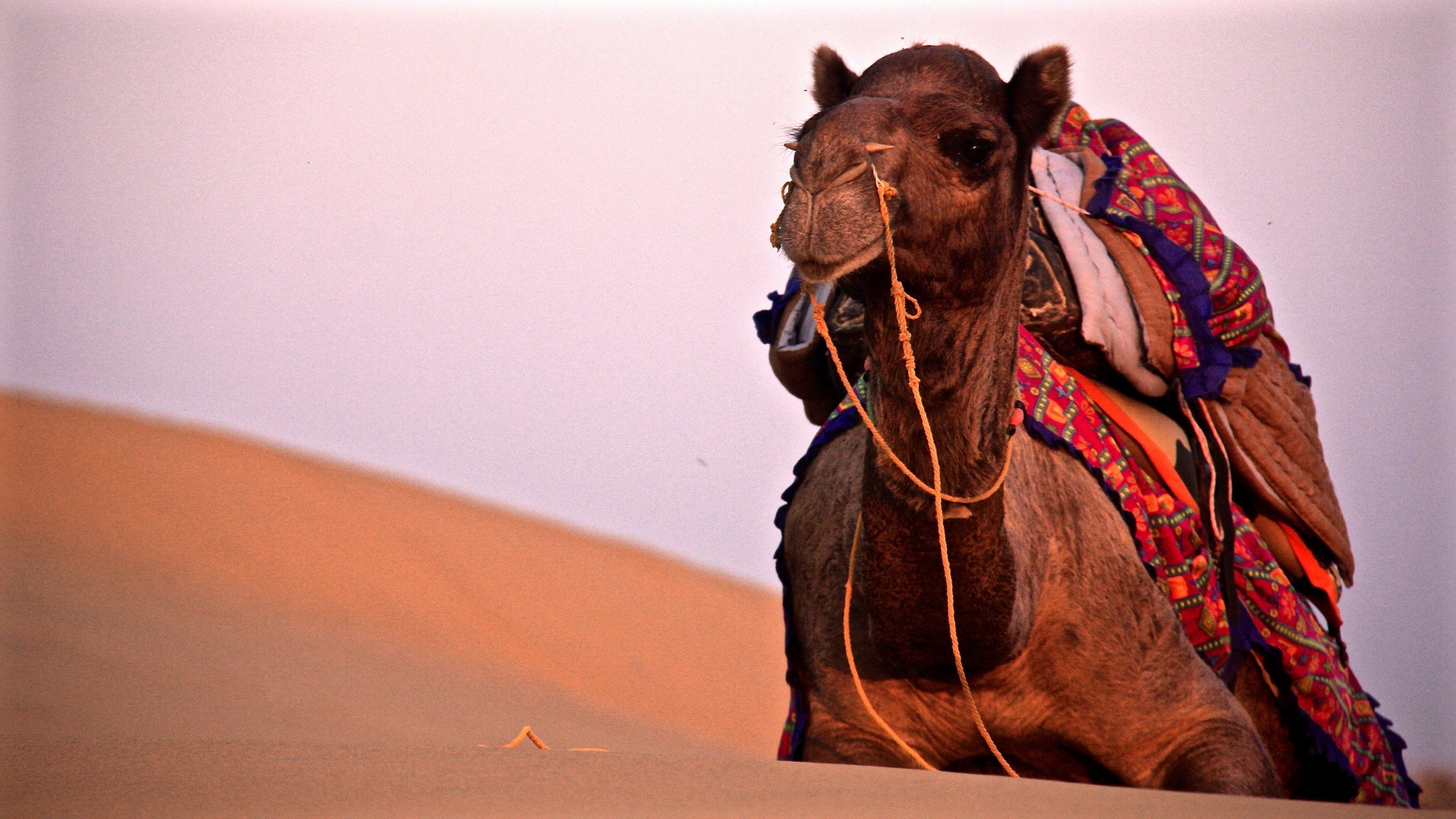 ダモドラ デザート キャンプ Expedia提供写真