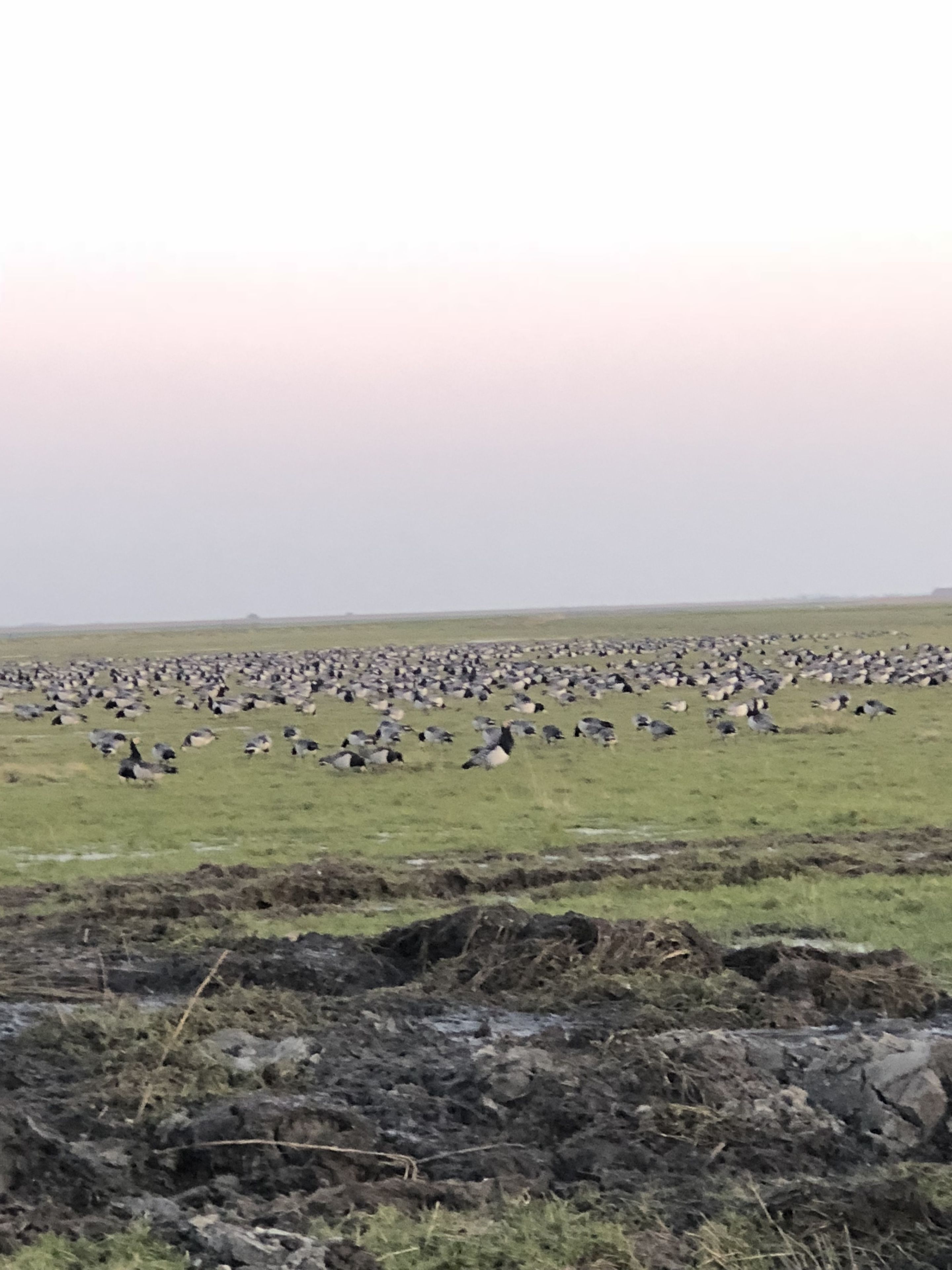 A large open field with numerous birds scattered across the landscape.