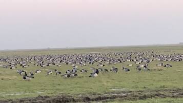 Een groot, open veld met talloze vogels verspreid over het landschap.