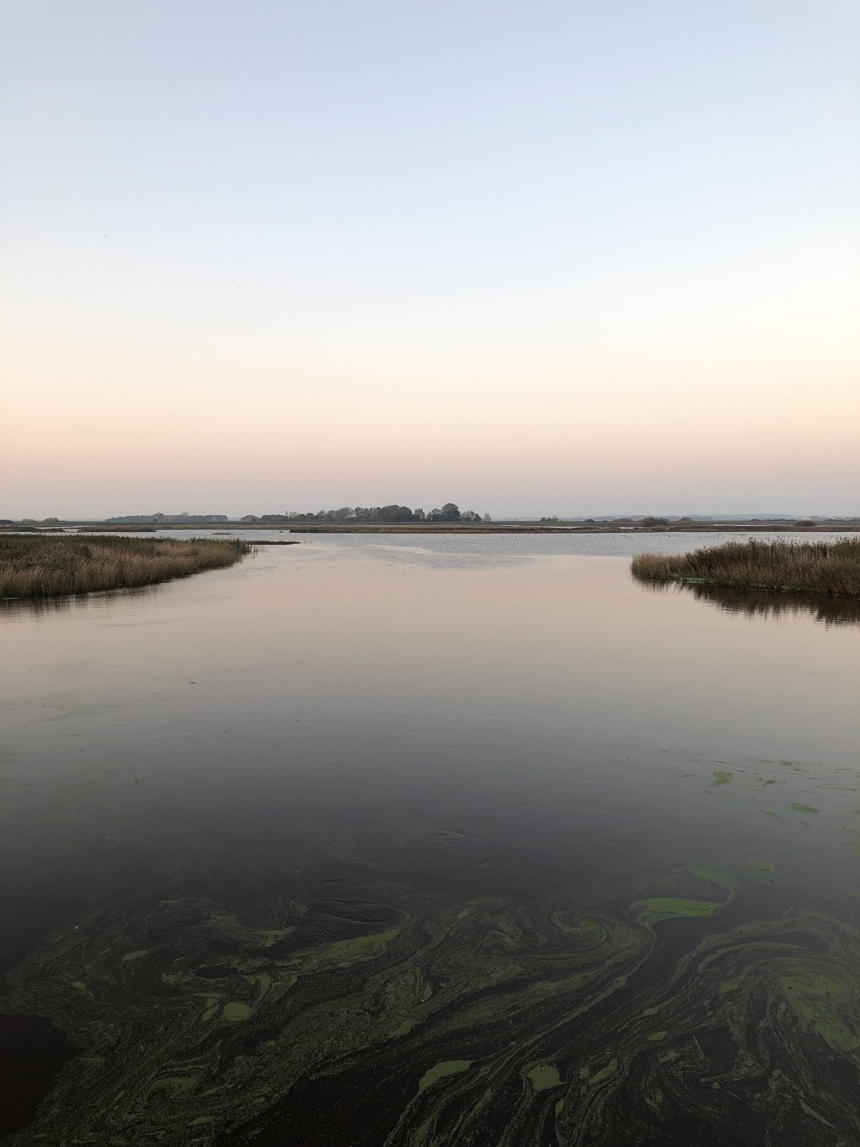 A calm water body with marshland on either side and a distant landmass.