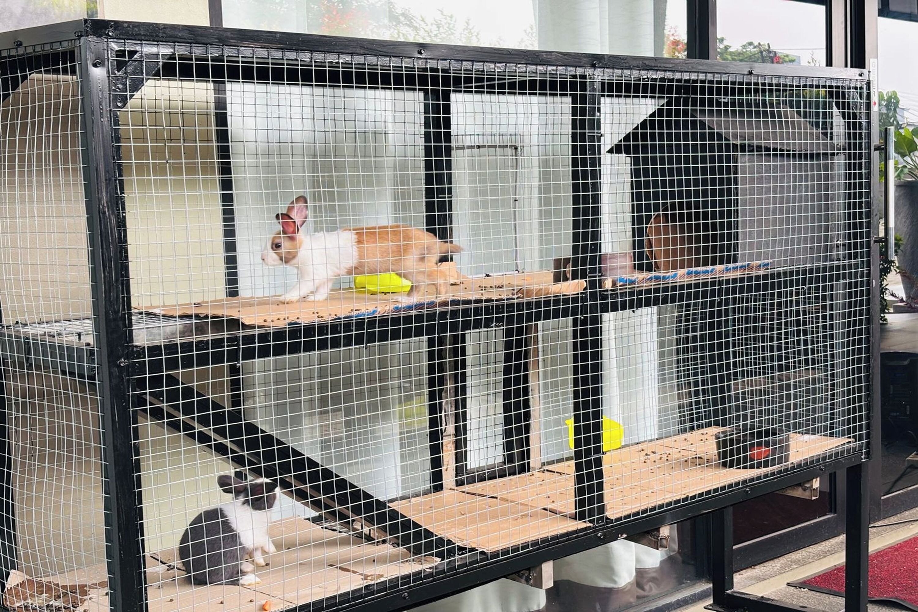 Un enclos pour chats à plusieurs niveaux, doté d’une plateforme en bois et d’une rampe.