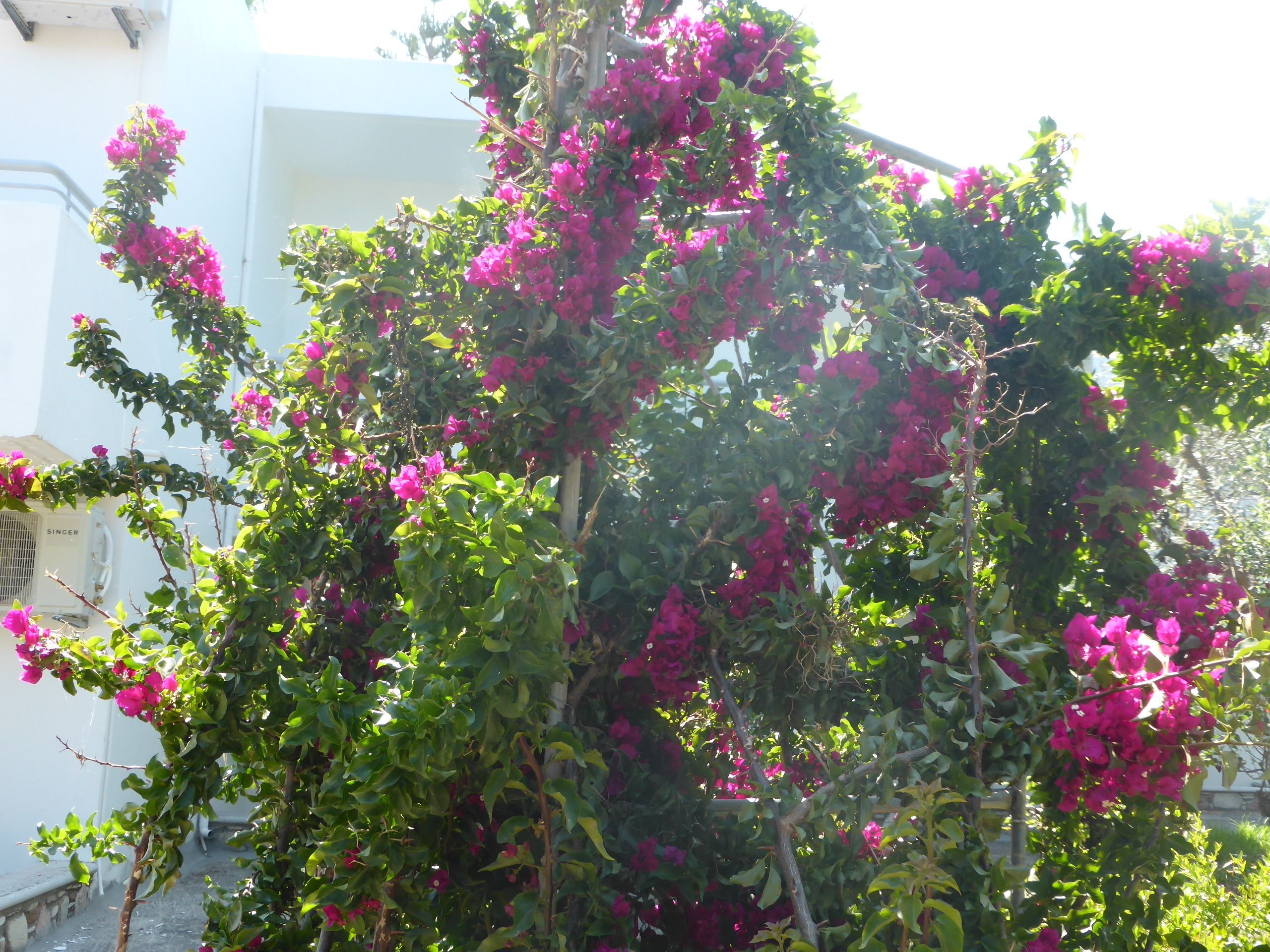 A bougainvillea plant with dense clusters of pink flowers.