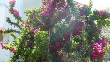 A bougainvillea plant with dense clusters of pink flowers.