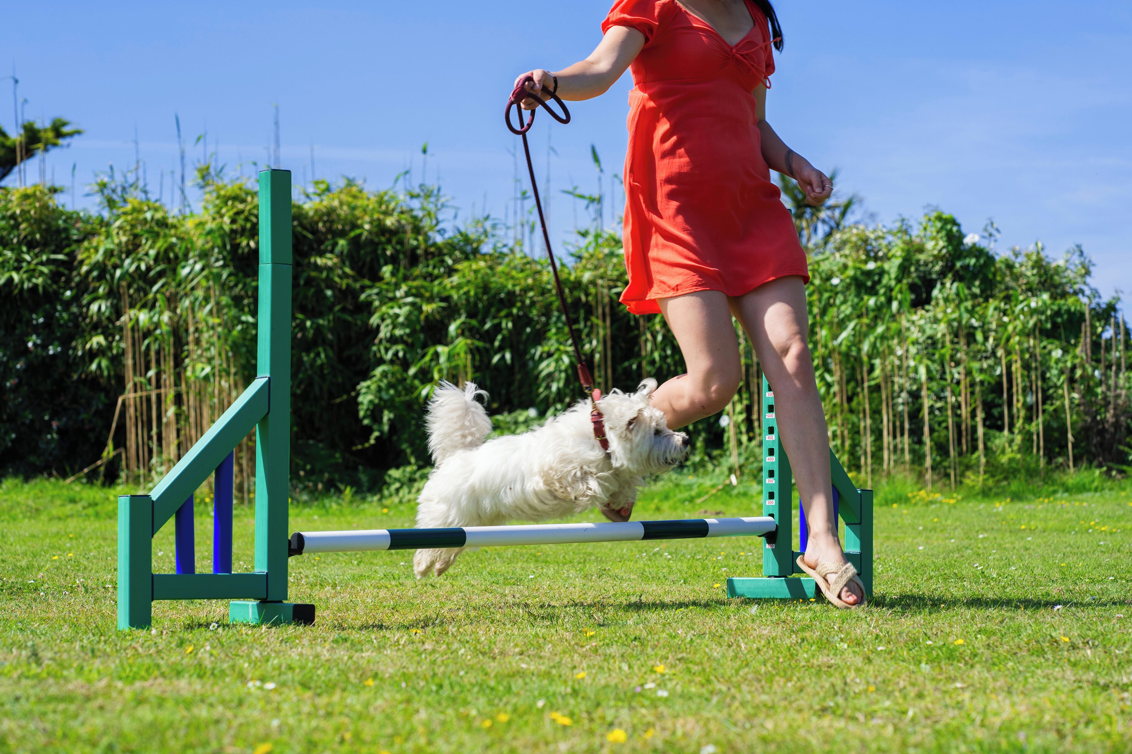 Une personne vêtue d’une robe rouge saute par-dessus un chien dans un champ herbeux, devant un obstacle vert.