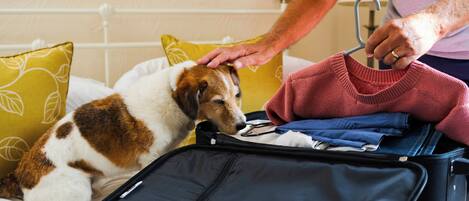 Ein Bett, ein Koffer, ein Hund und eine Person, die einen Pullover hält.