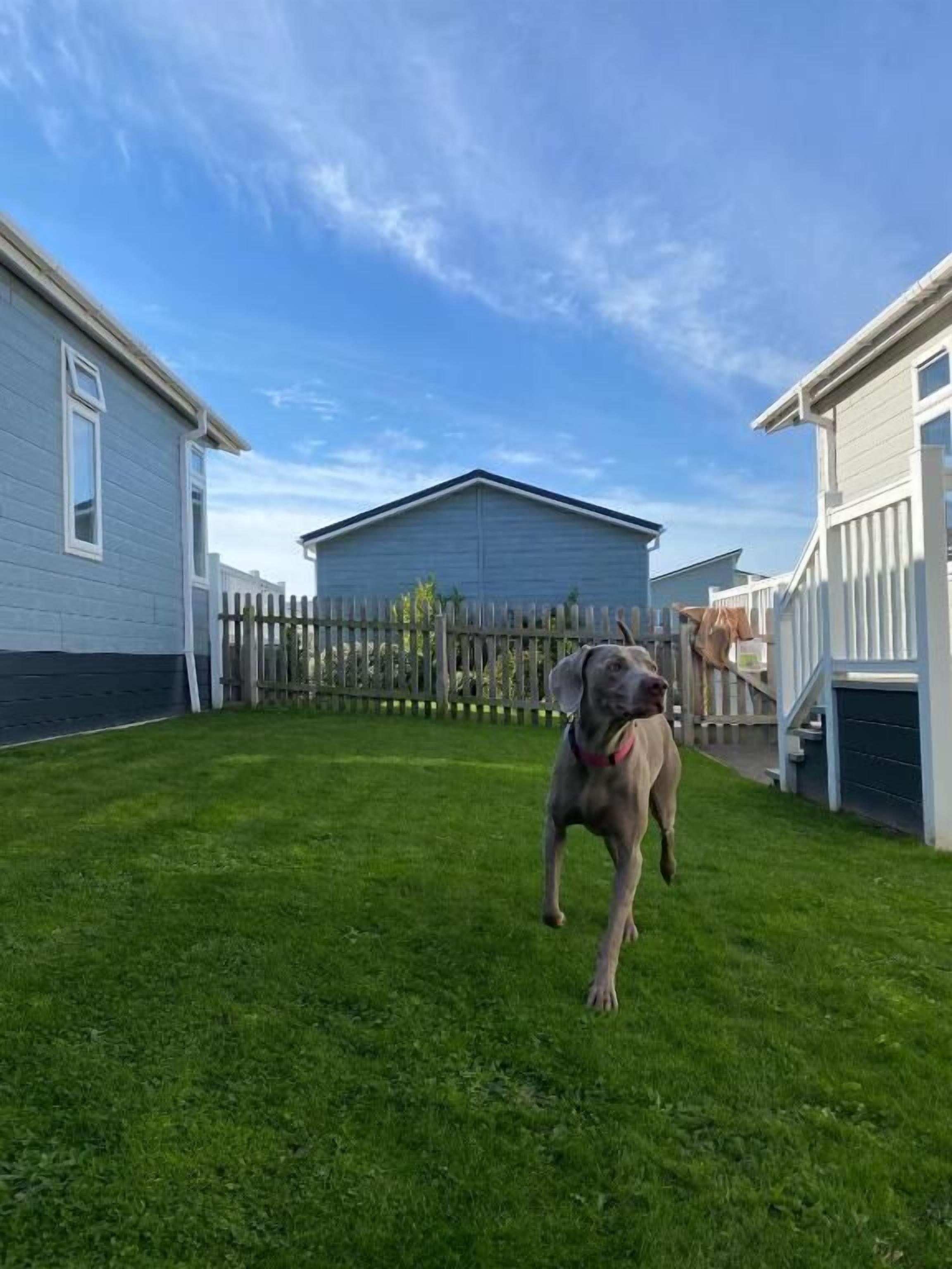 A grassy backyard with a wooden fence and a house.