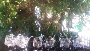 Varias bicicletas con cestas estacionadas bajo un árbol.
