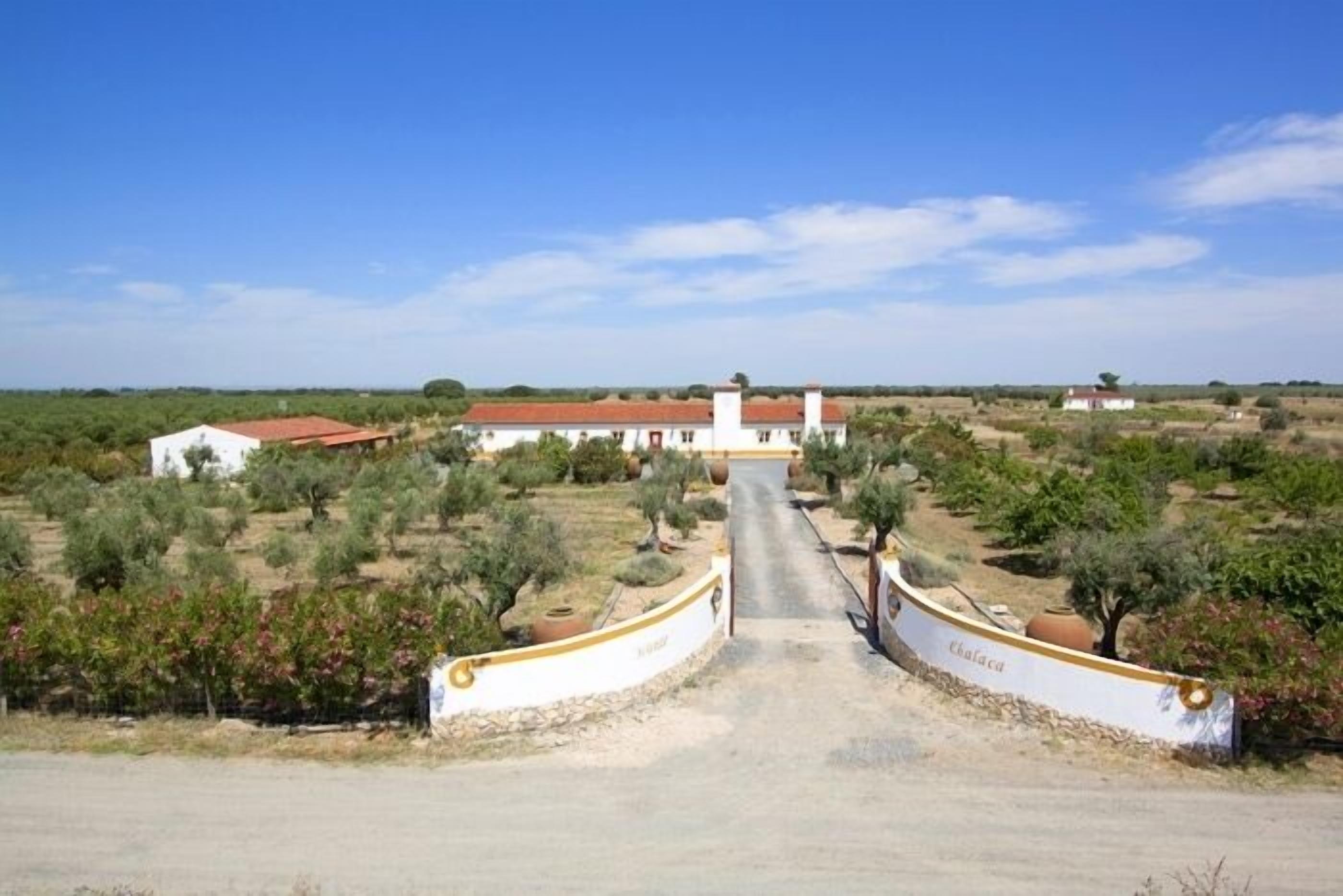 A rural property with a white building, olive trees, and a dirt road leading to it.
