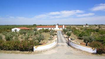 A rural property with a white building, olive trees, and a dirt road leading to it.